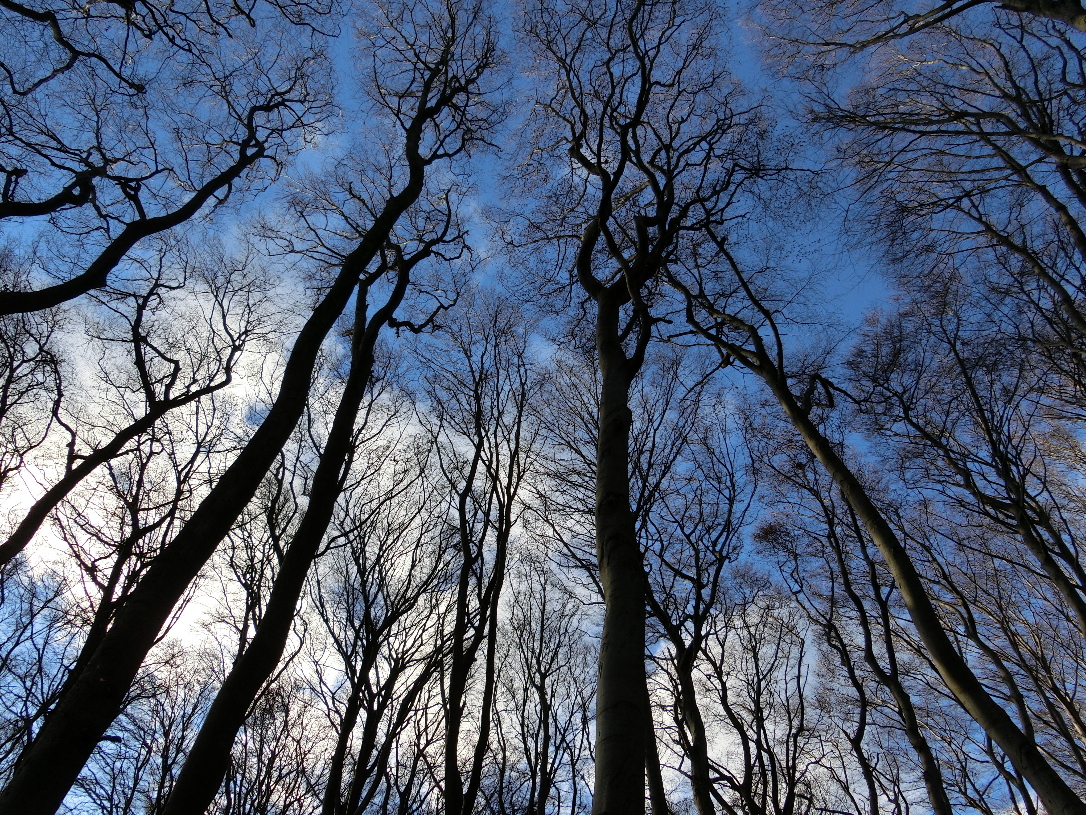 Free photo Autumn forest without leaves