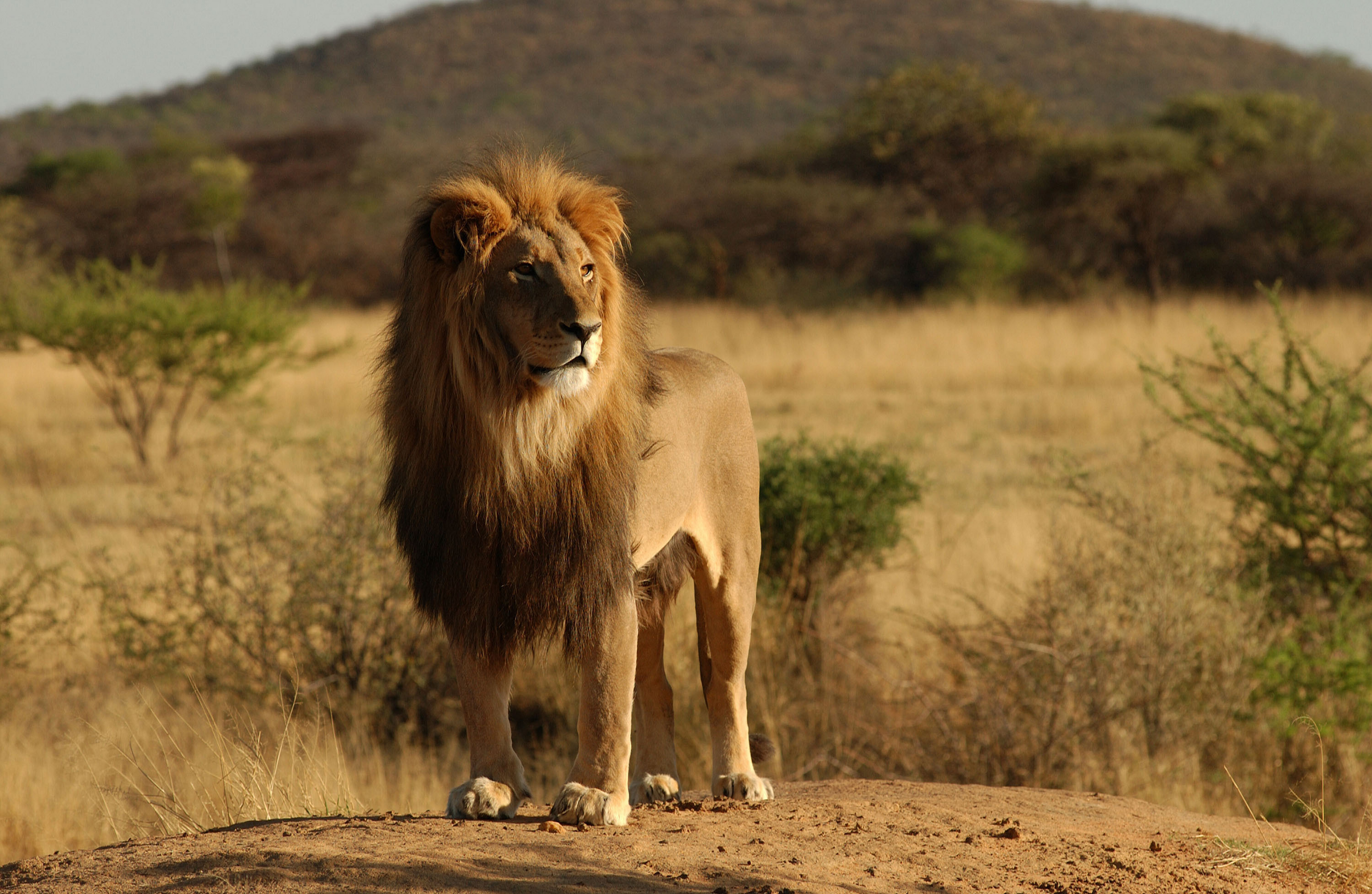 Free photo A lion inspects its possessions