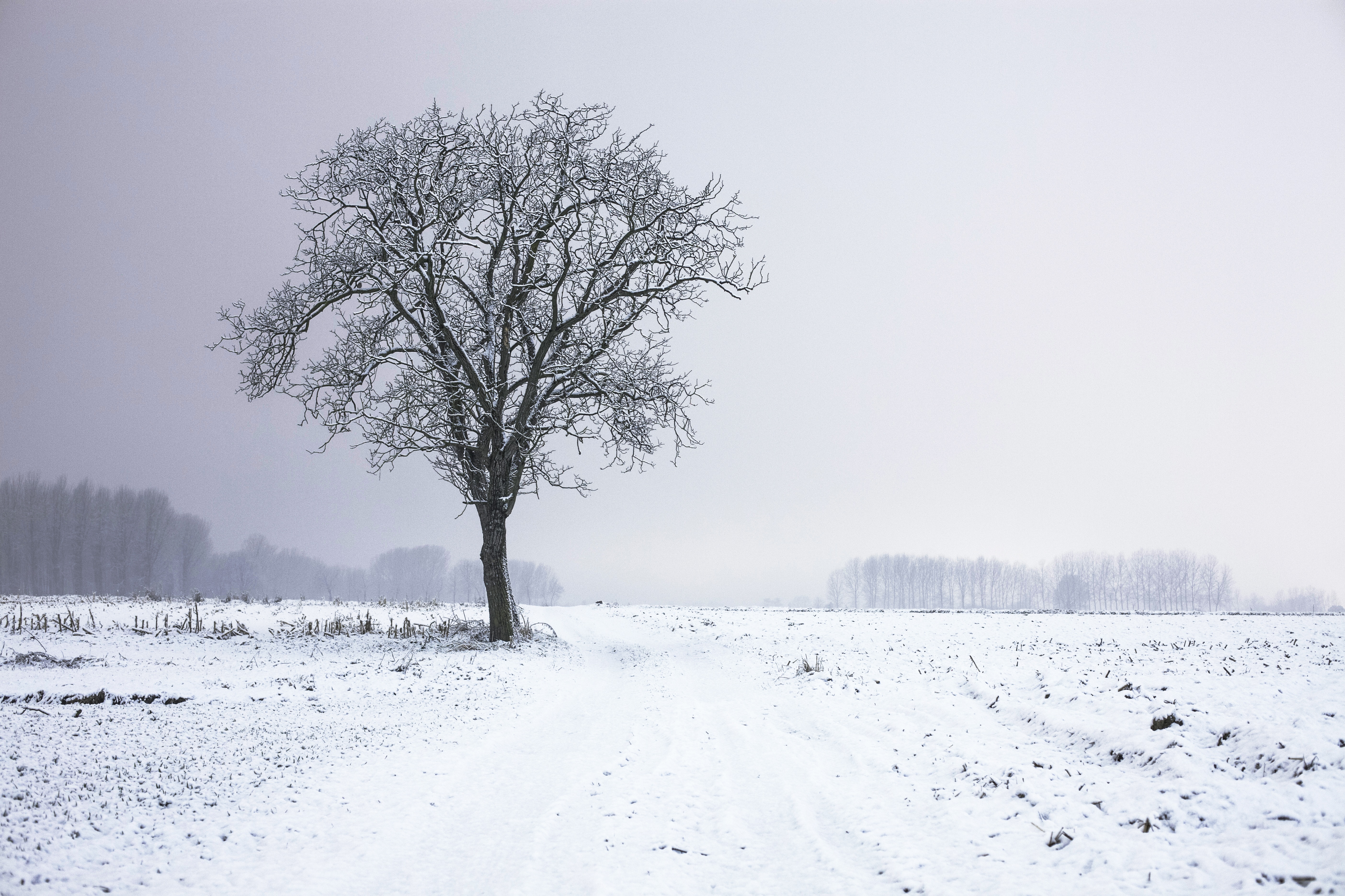 Wallpapers fog morning winter storm on the desktop