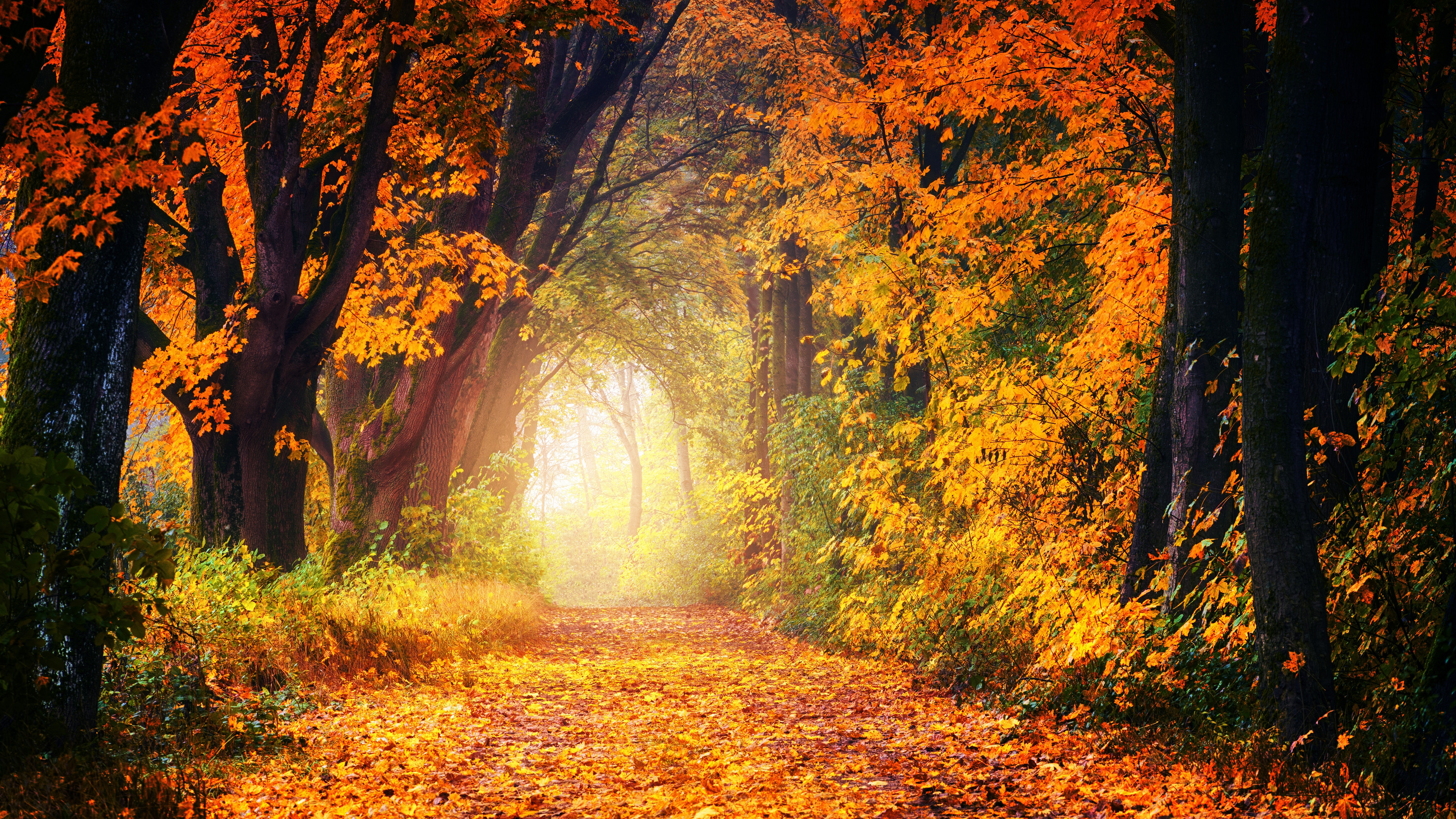 免费照片一条有着金色落叶的森林道路