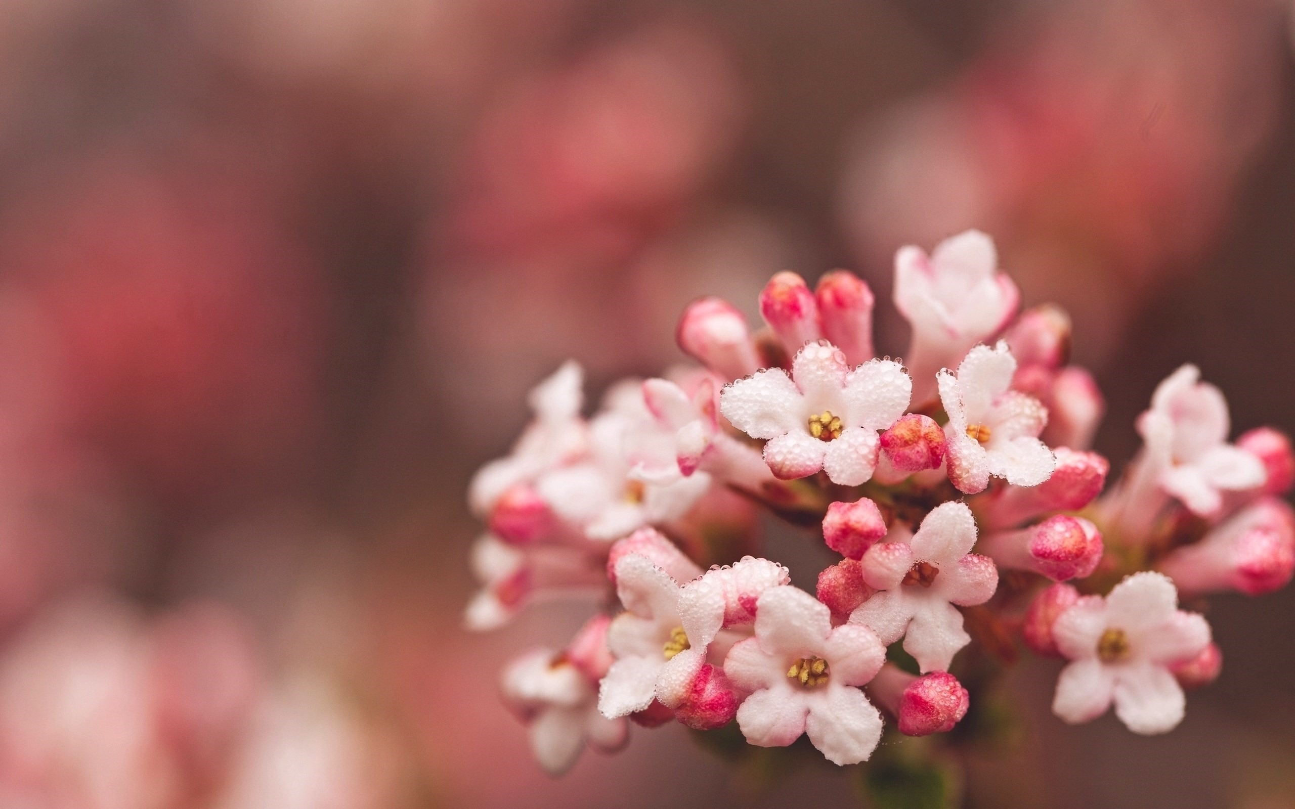 Wallpapers wallpaper pink flowers pink flowers small flowers on the desktop