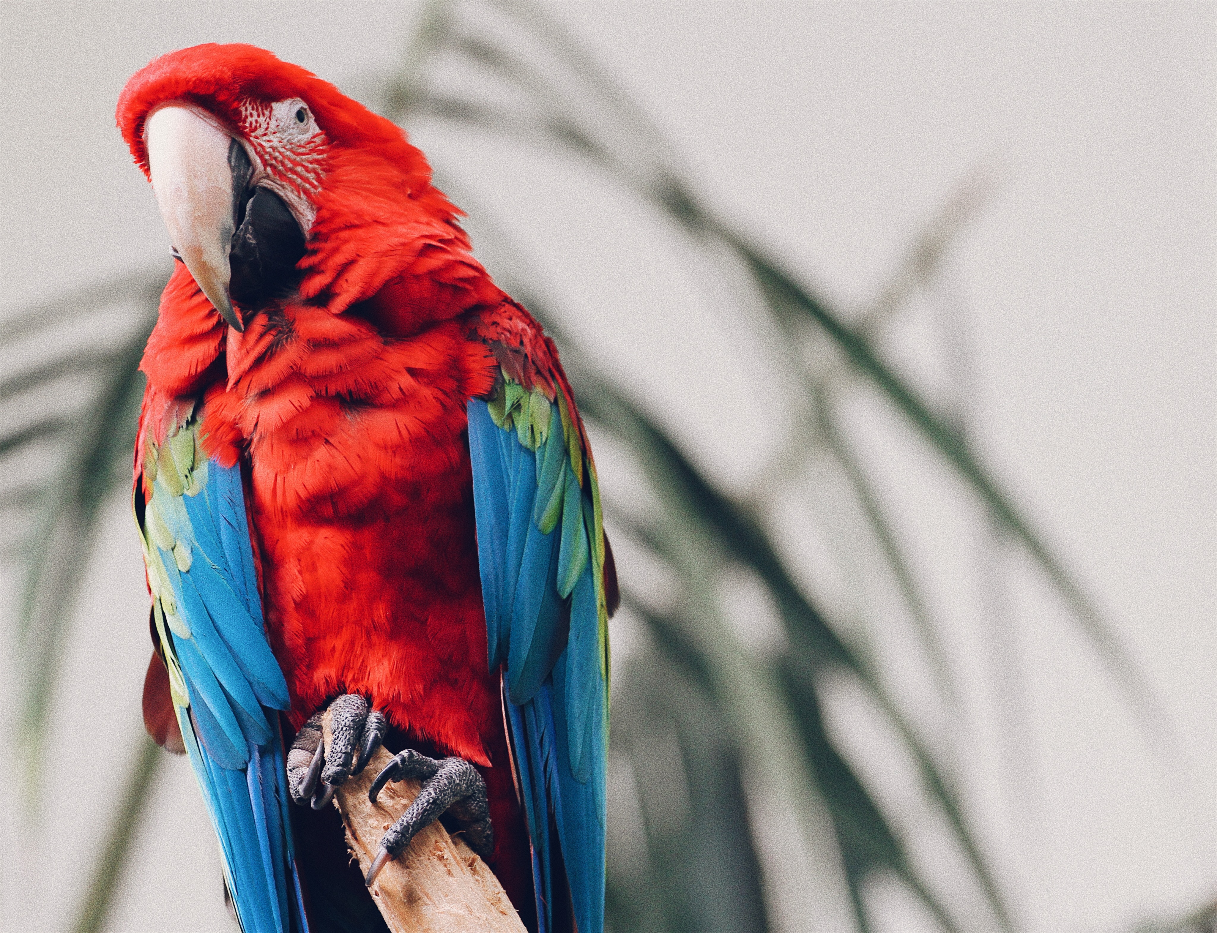 Free photo An Ara parrot with red feathers looks at the photographer