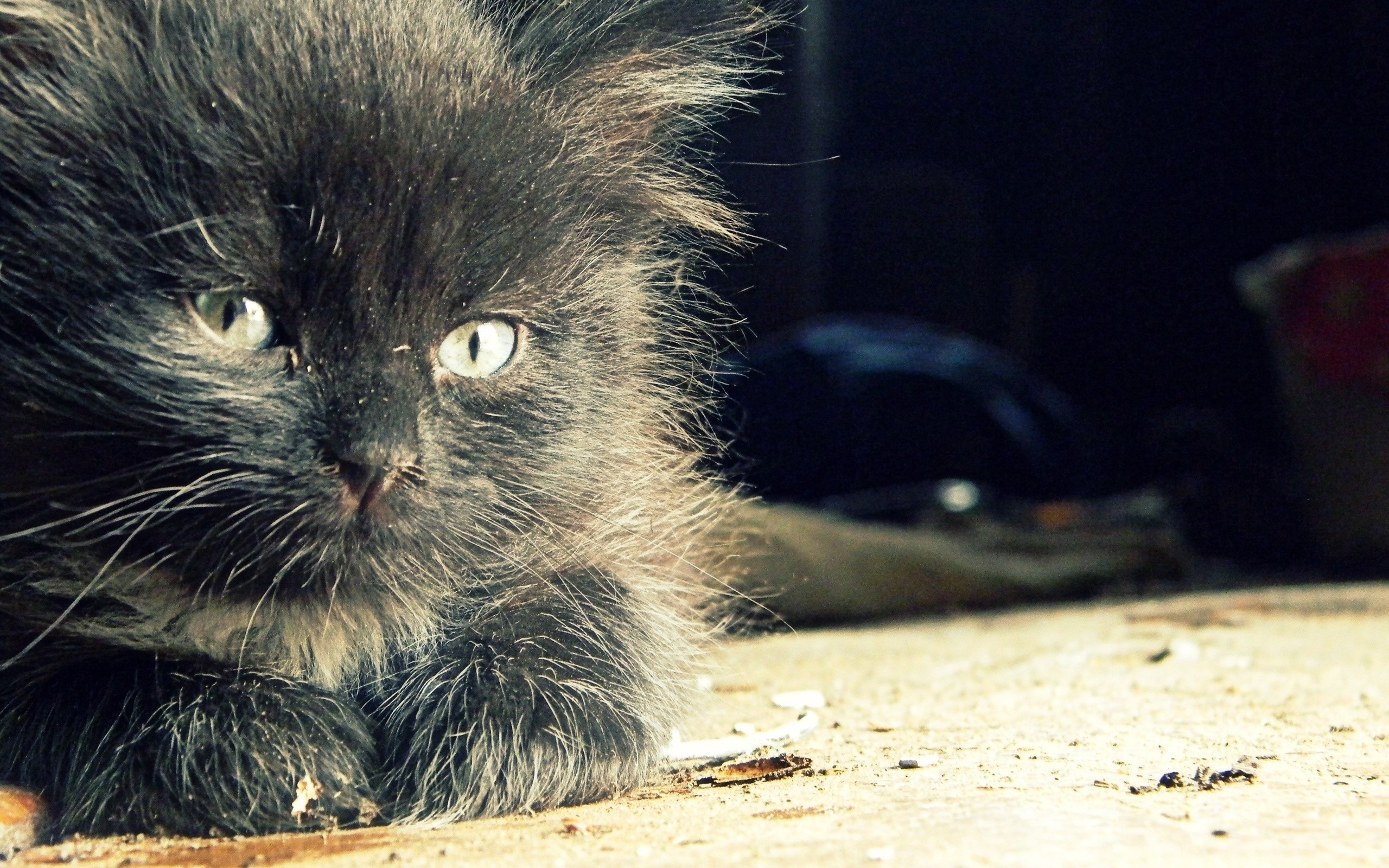 免费照片黑色绒毛小猫