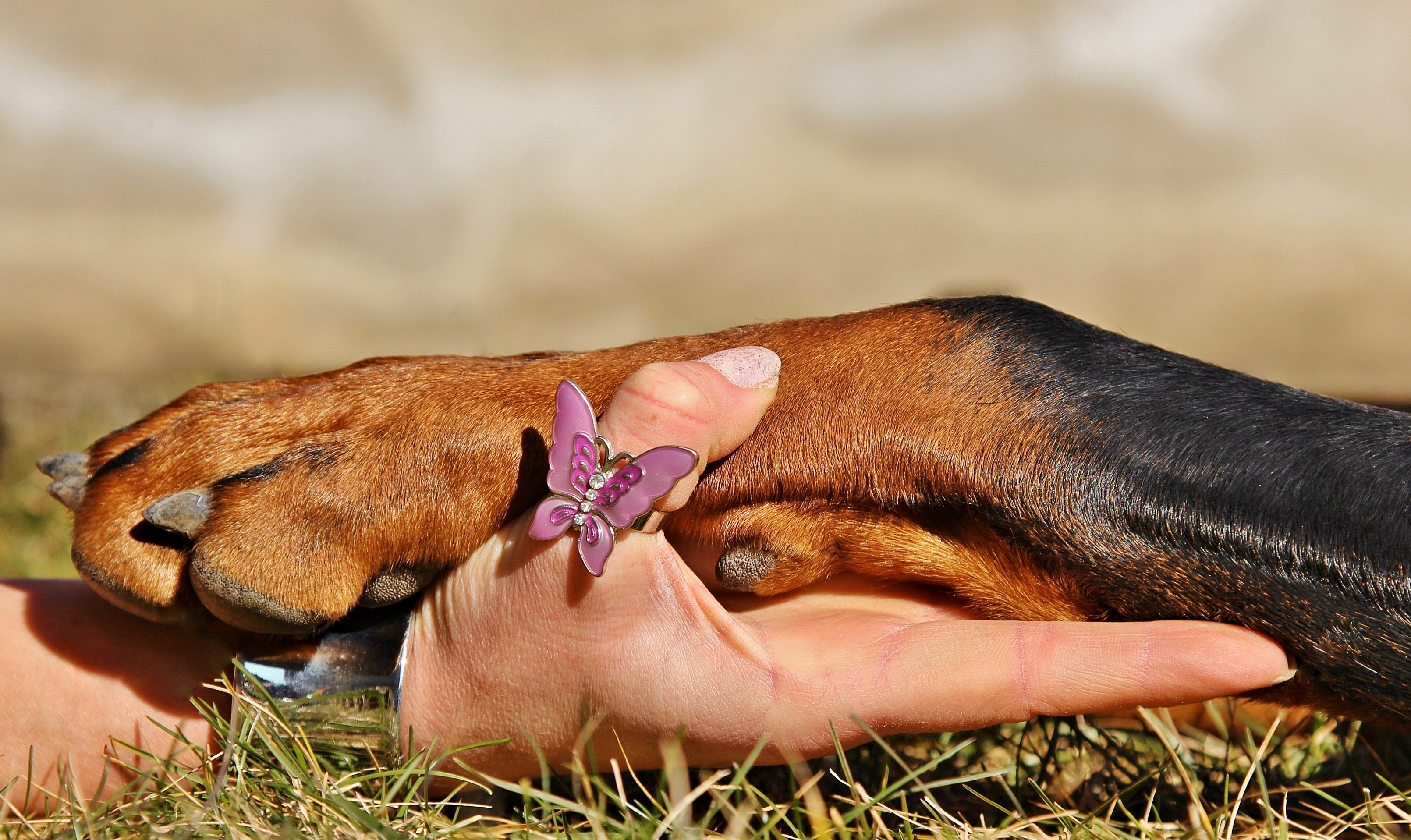 Free photo The friendship of man and dog