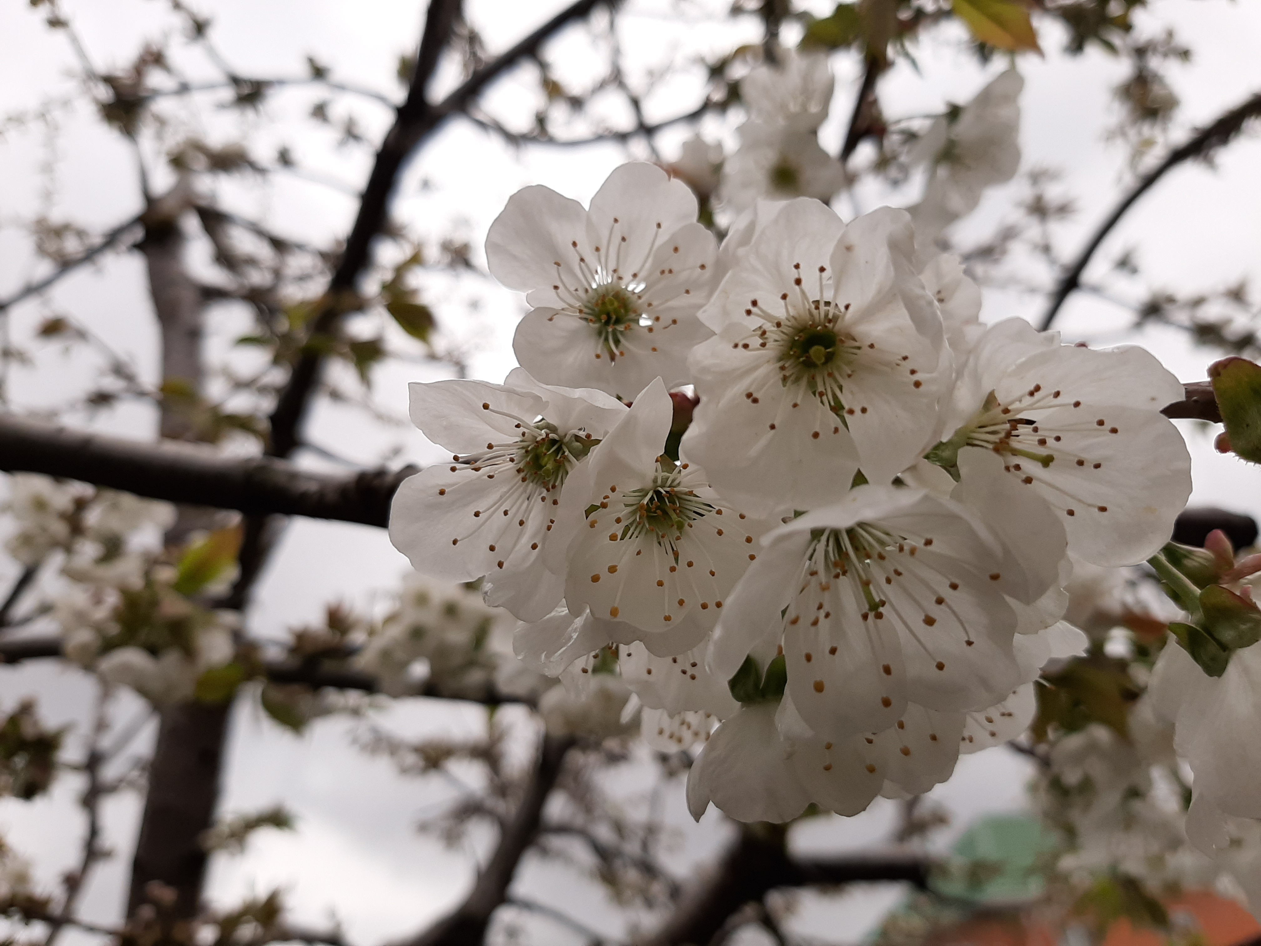 Free photo Little white flowers