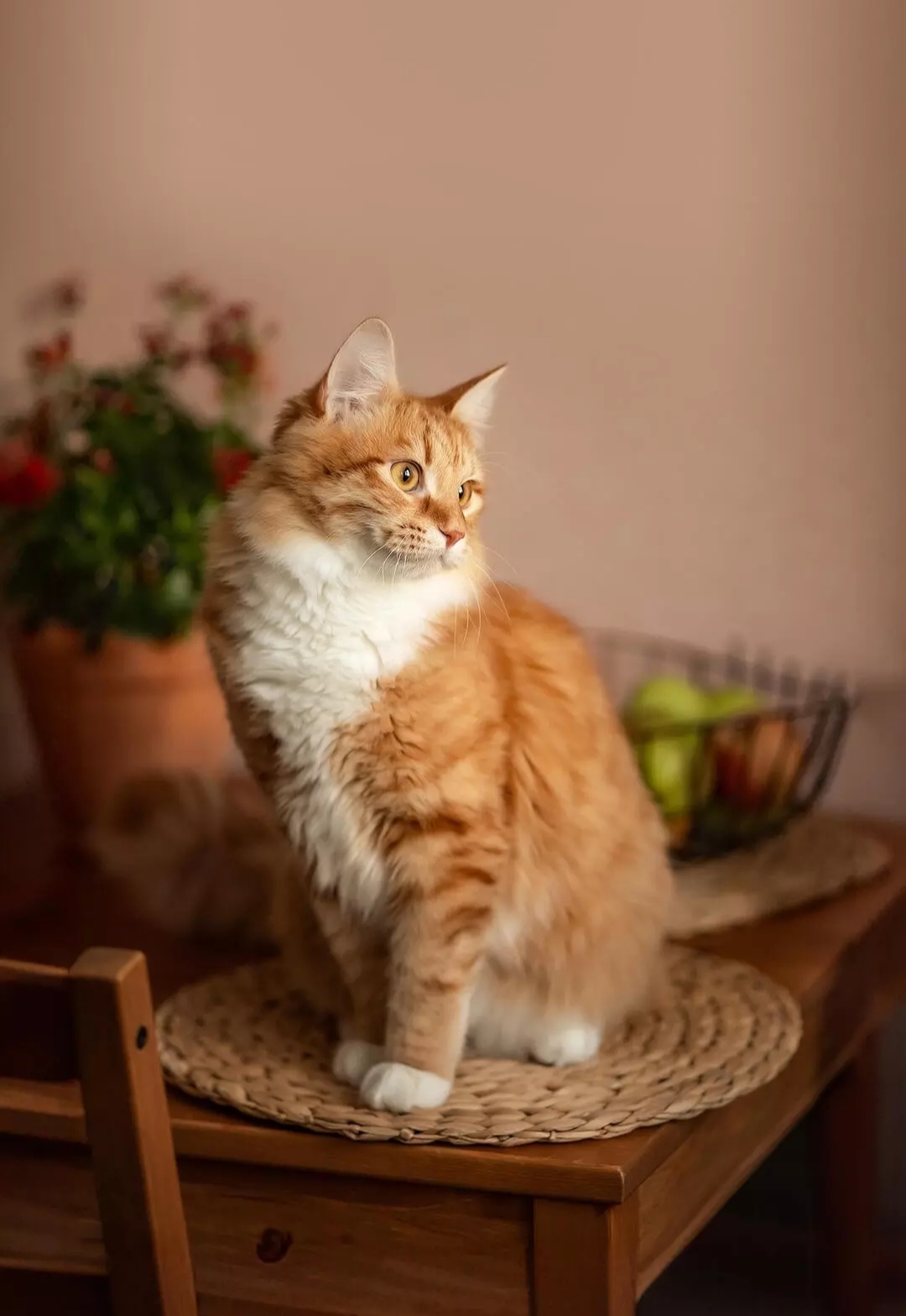 Солнечный кот