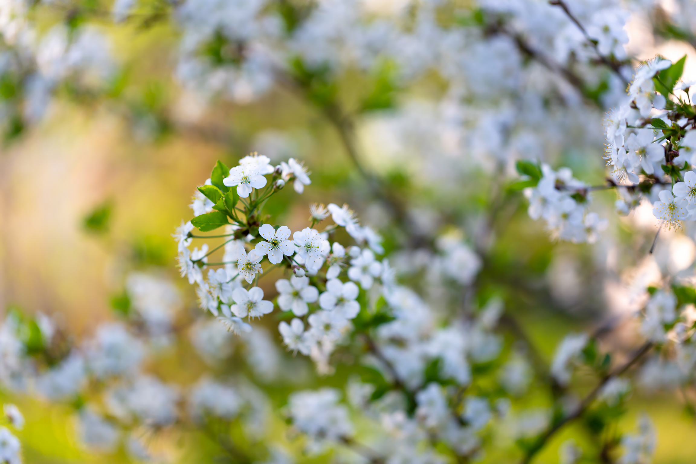 Free photo Cherry blossoms in spring