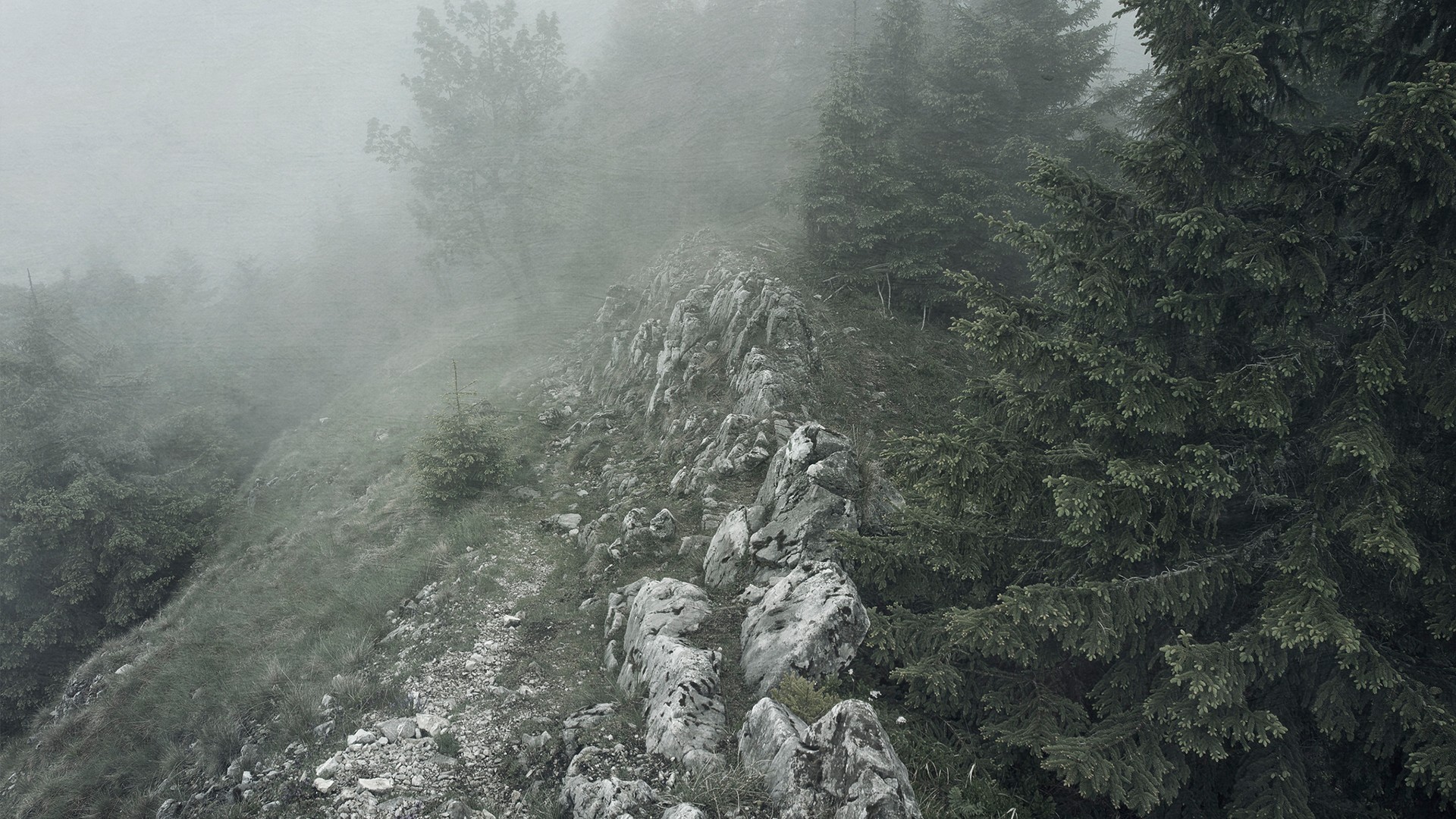 桌面上的壁纸景观 森林 大自然