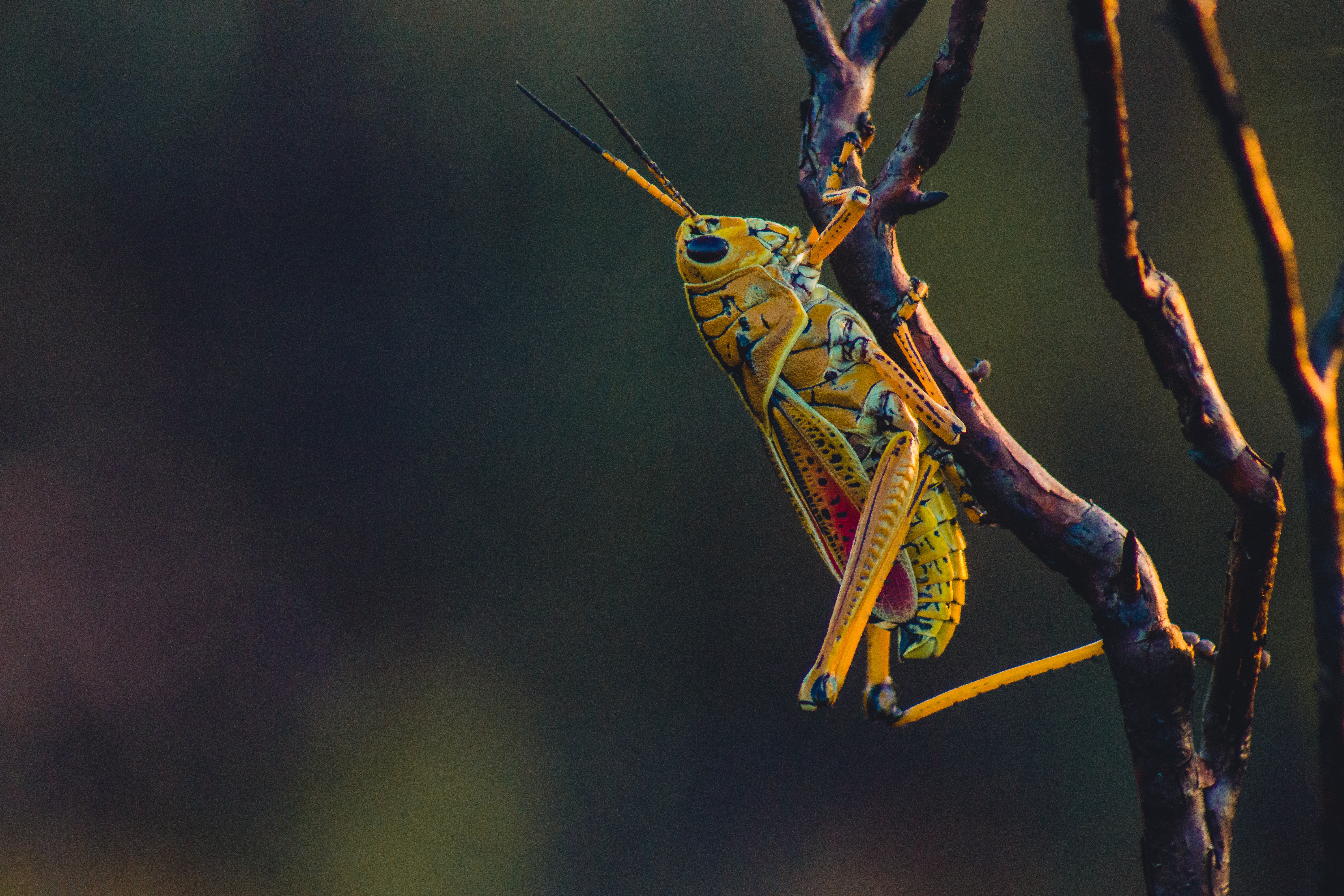 Grasshopper yellow