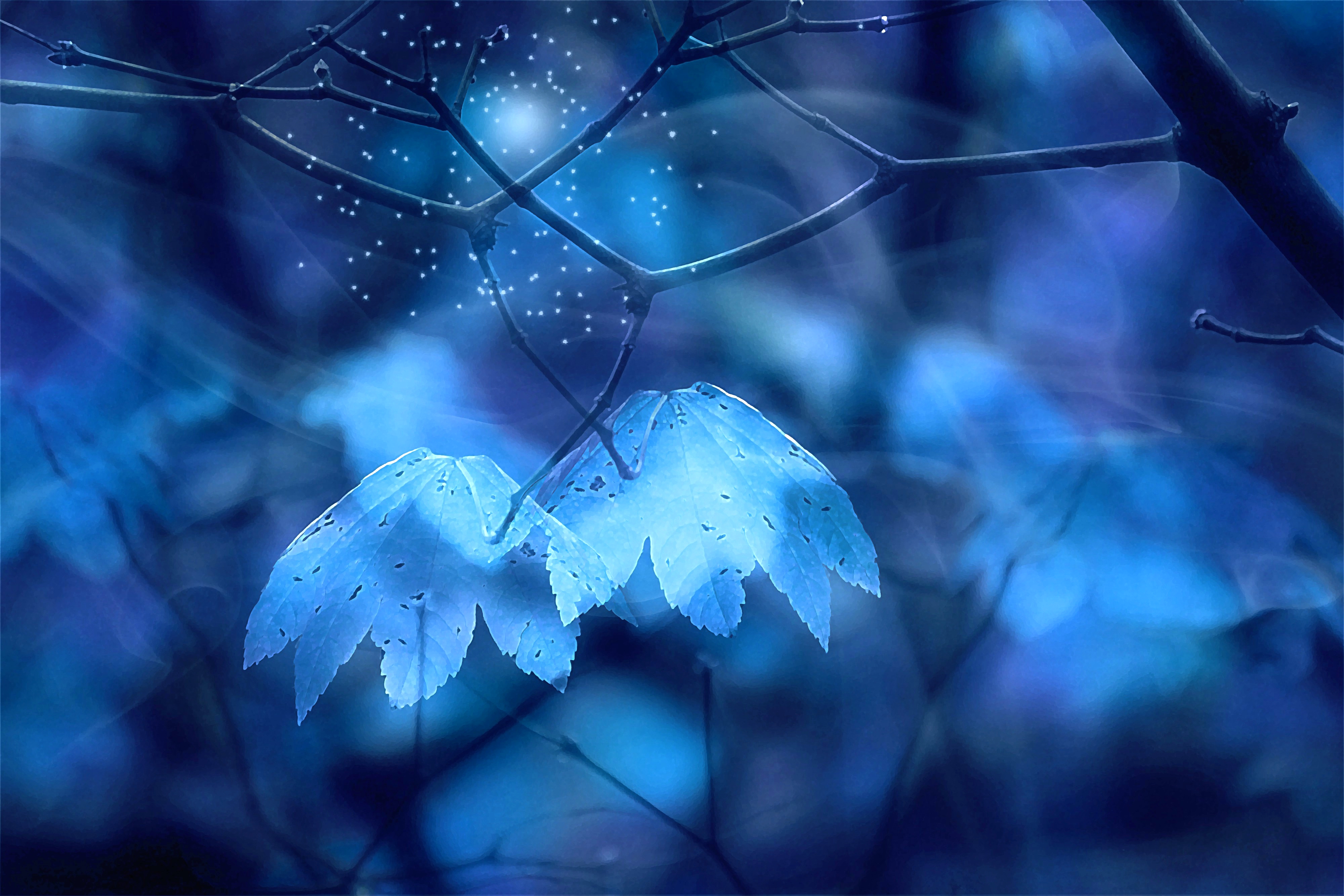 Wallpapers fairy forest branches leaves on the desktop
