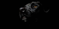 Black dog on black background