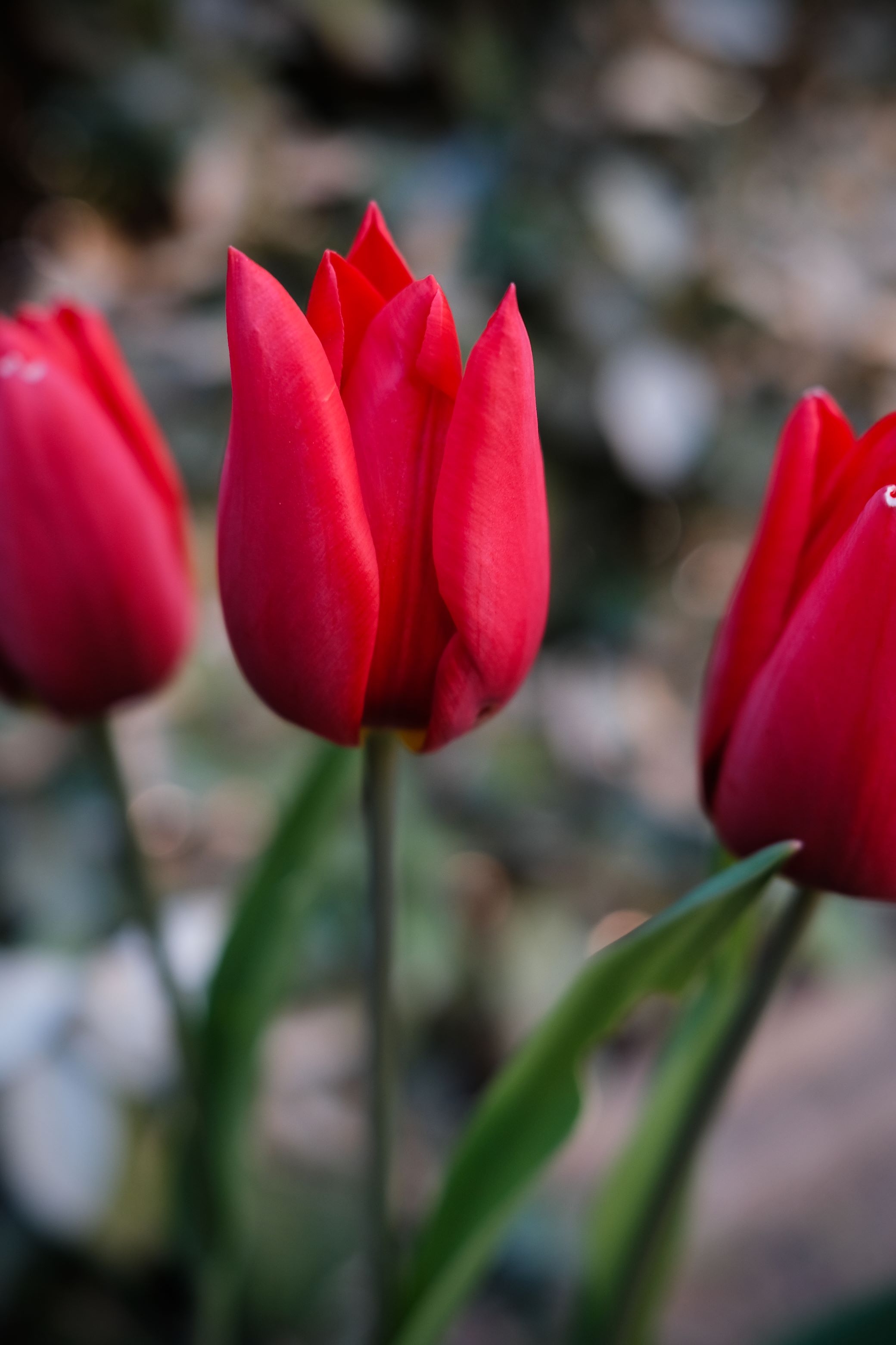 Free photo Red tulips close-up.