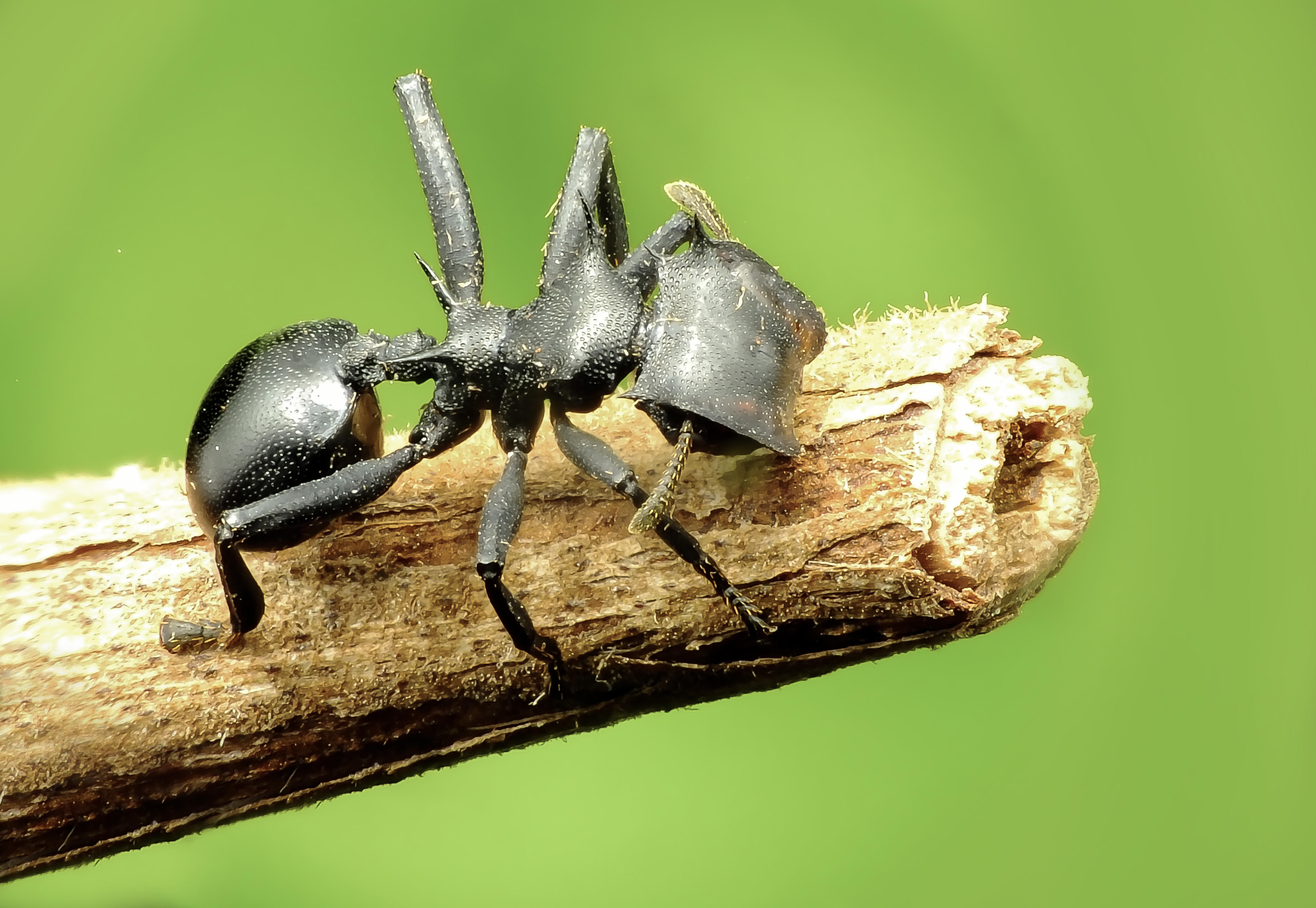 Wallpapers Cephalotes specularis species of tree ants genus Cephalotes on the desktop