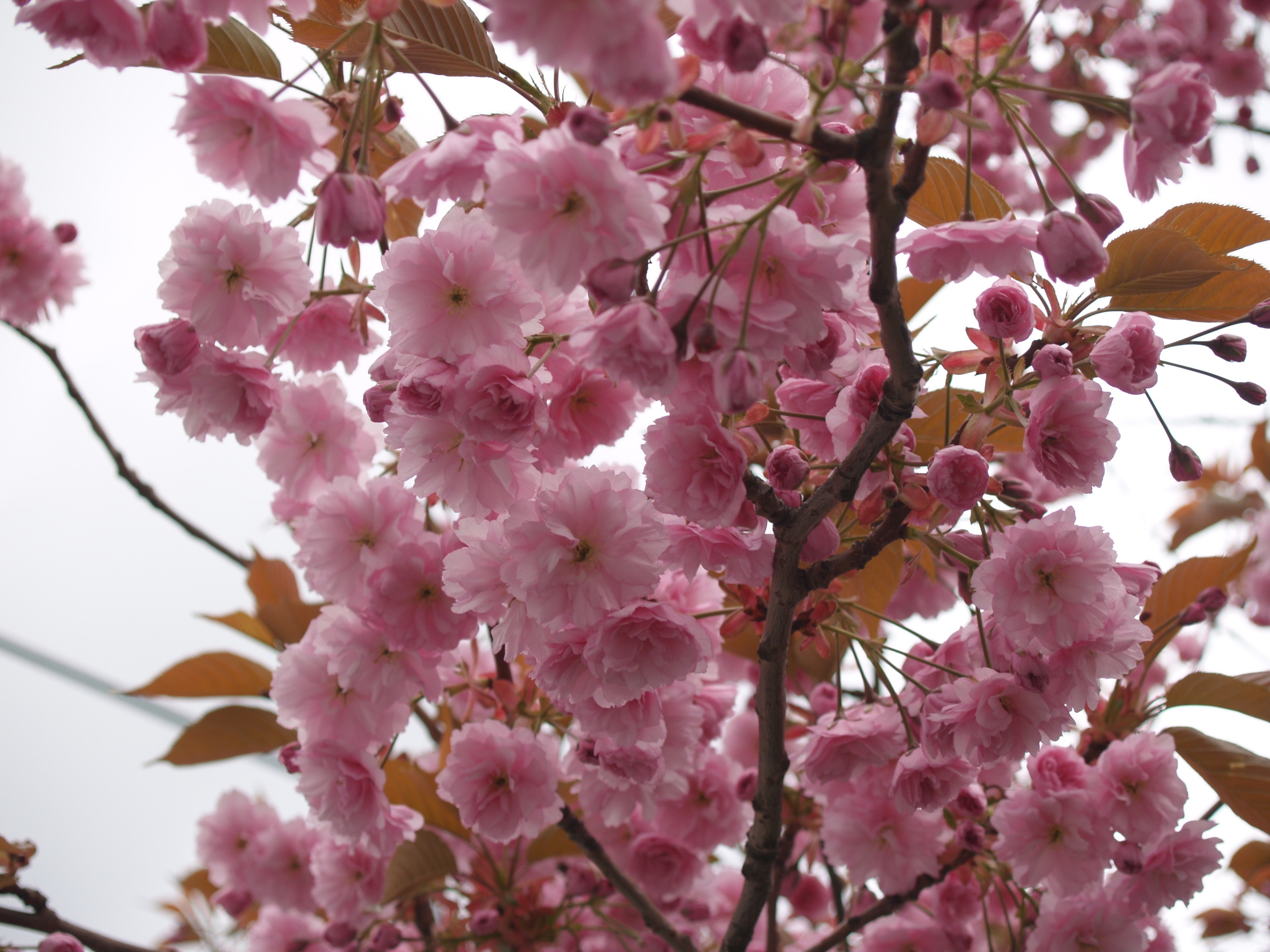 免费照片一棵开满粉色花朵的树