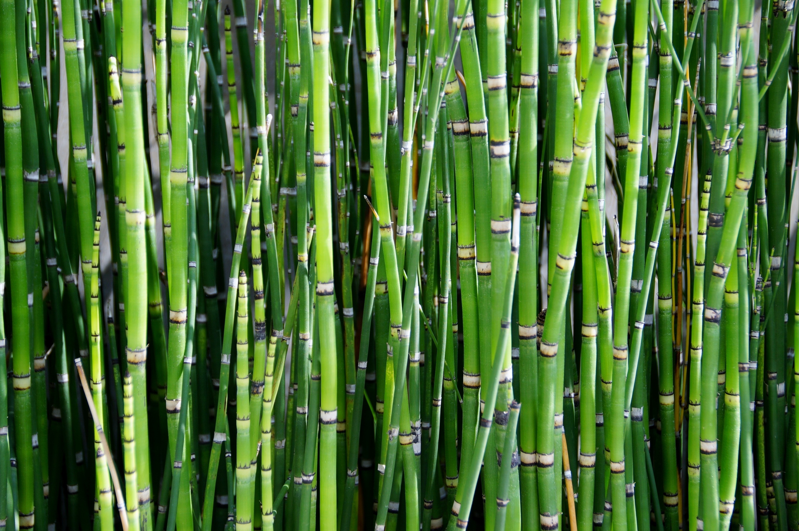 Free photo Bamboo forest with new plants