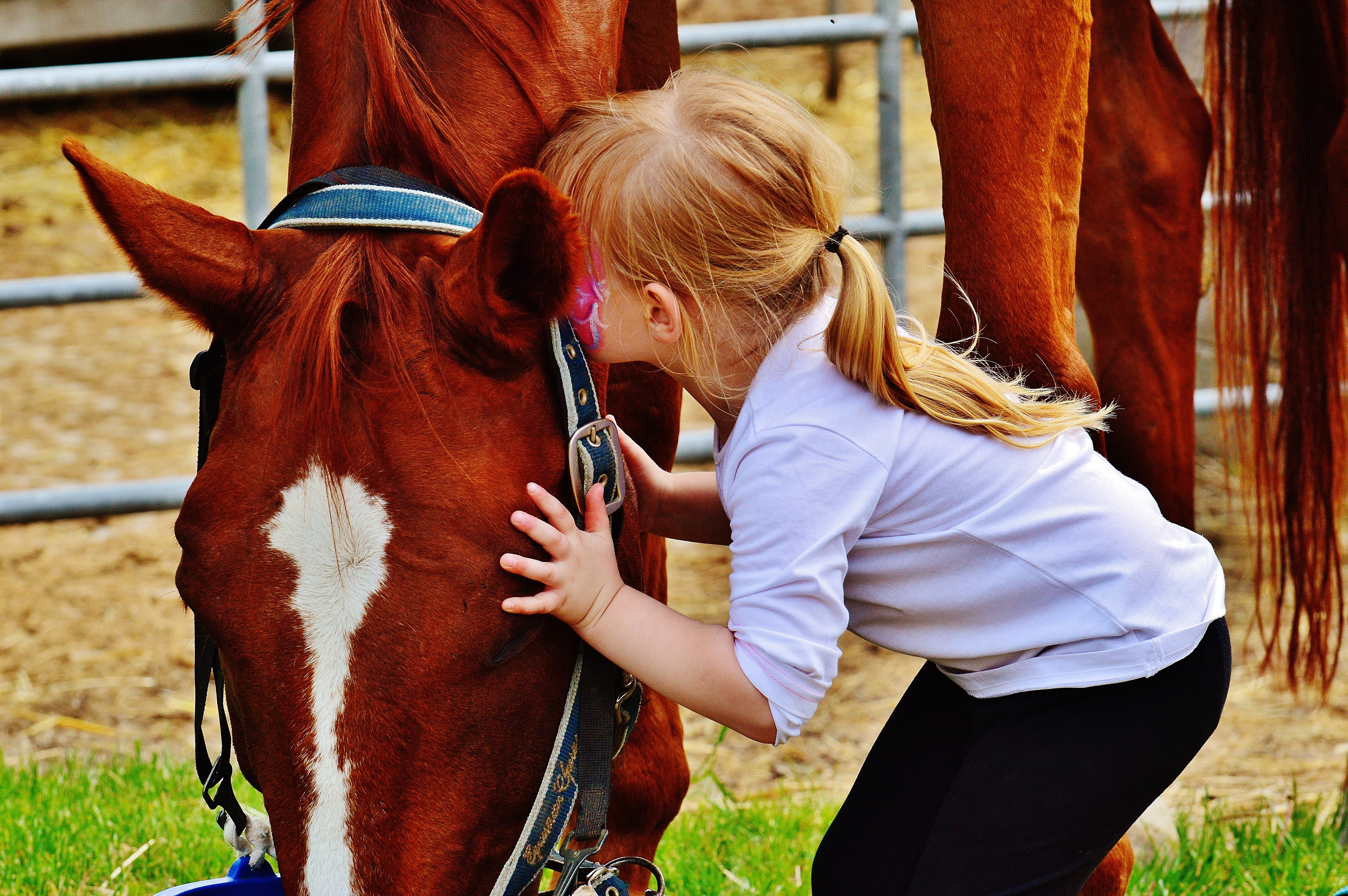 Free photo A girl playing with a horse