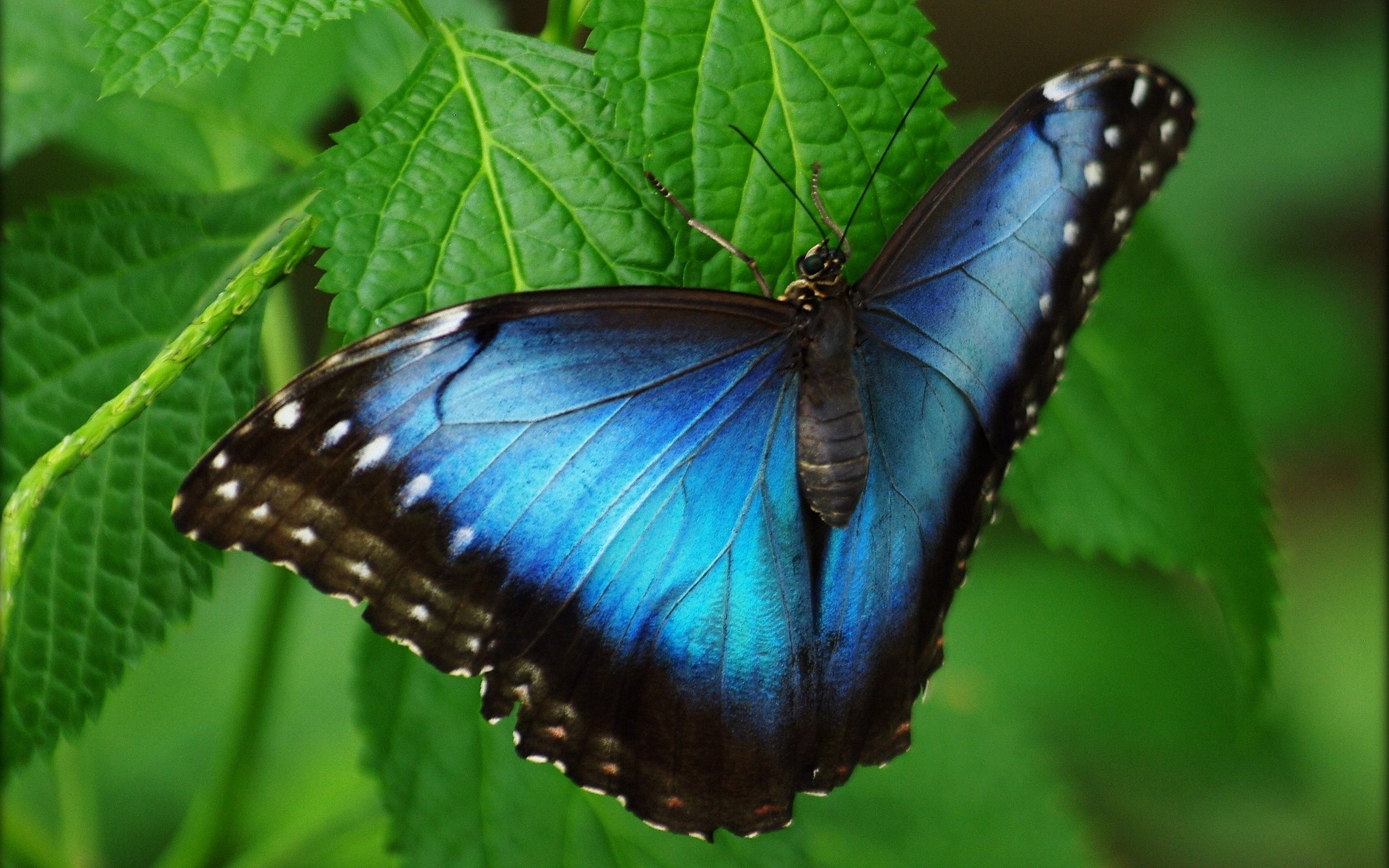 A bright black and blue butterfly on a leaf.