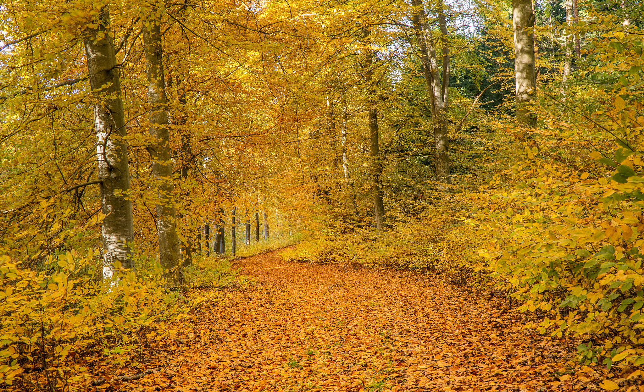 Wallpapers fall colors autumn landscape on the desktop