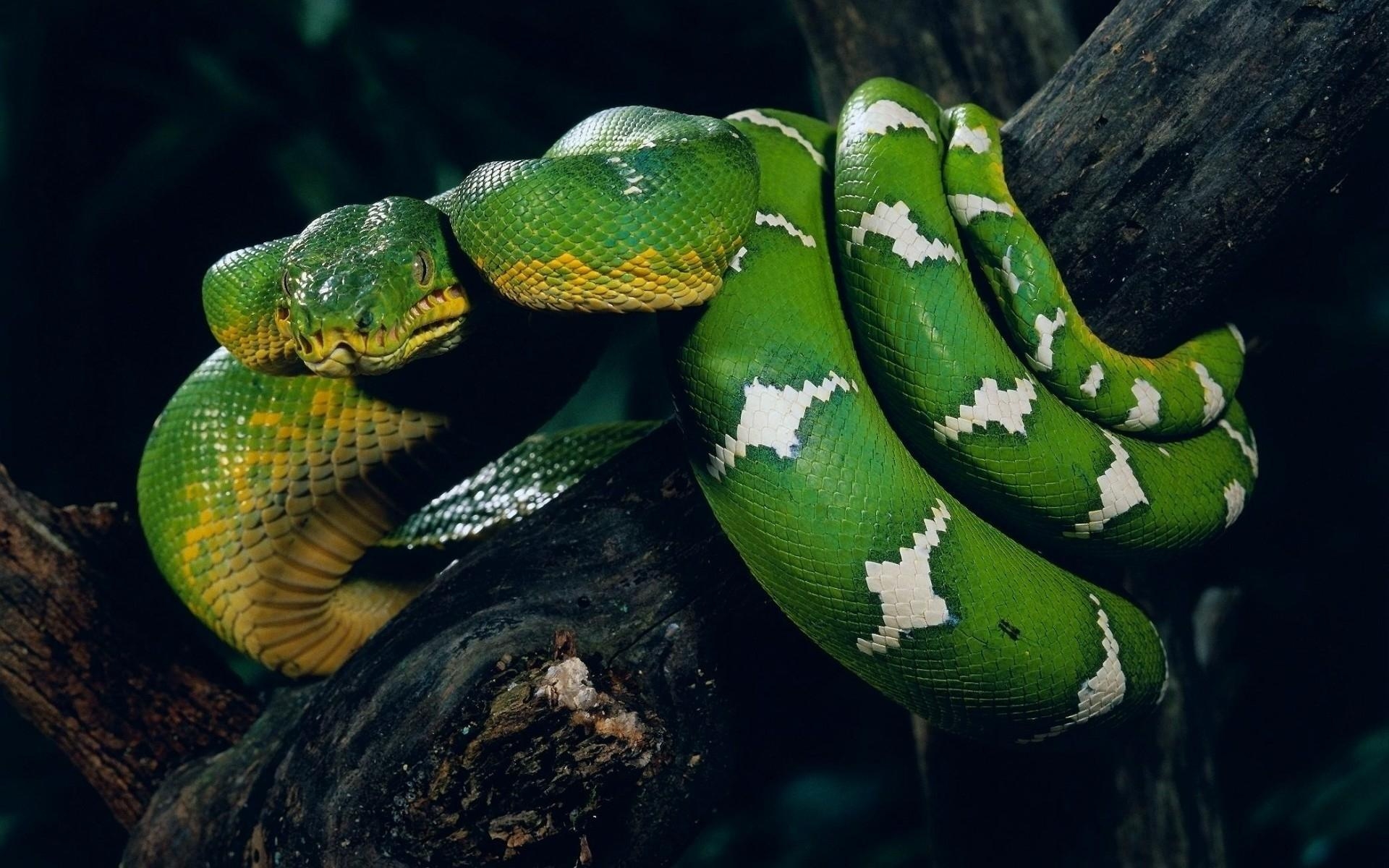 Free photo A green snake in a tree