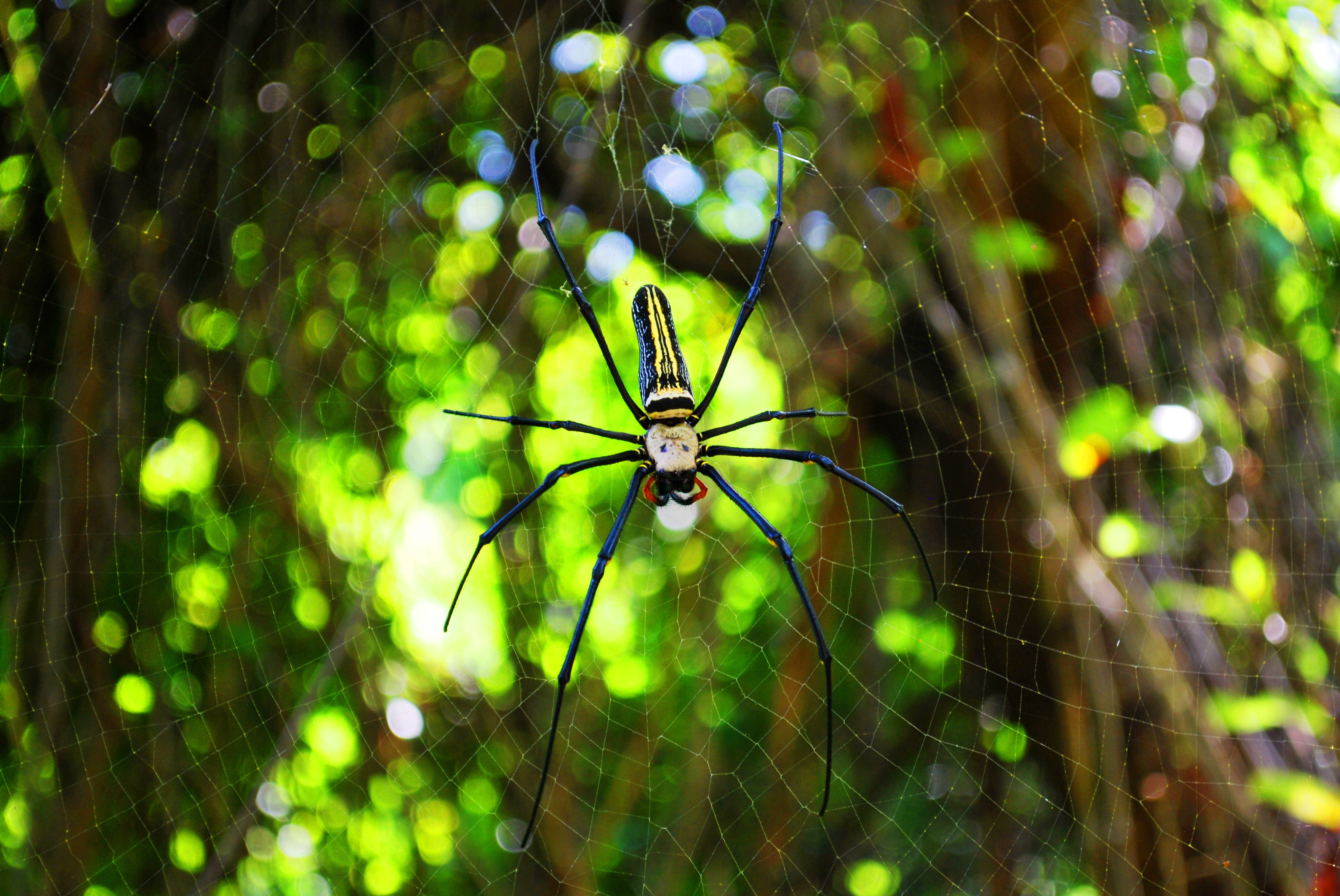 Free photo Big spider on a spider`s web