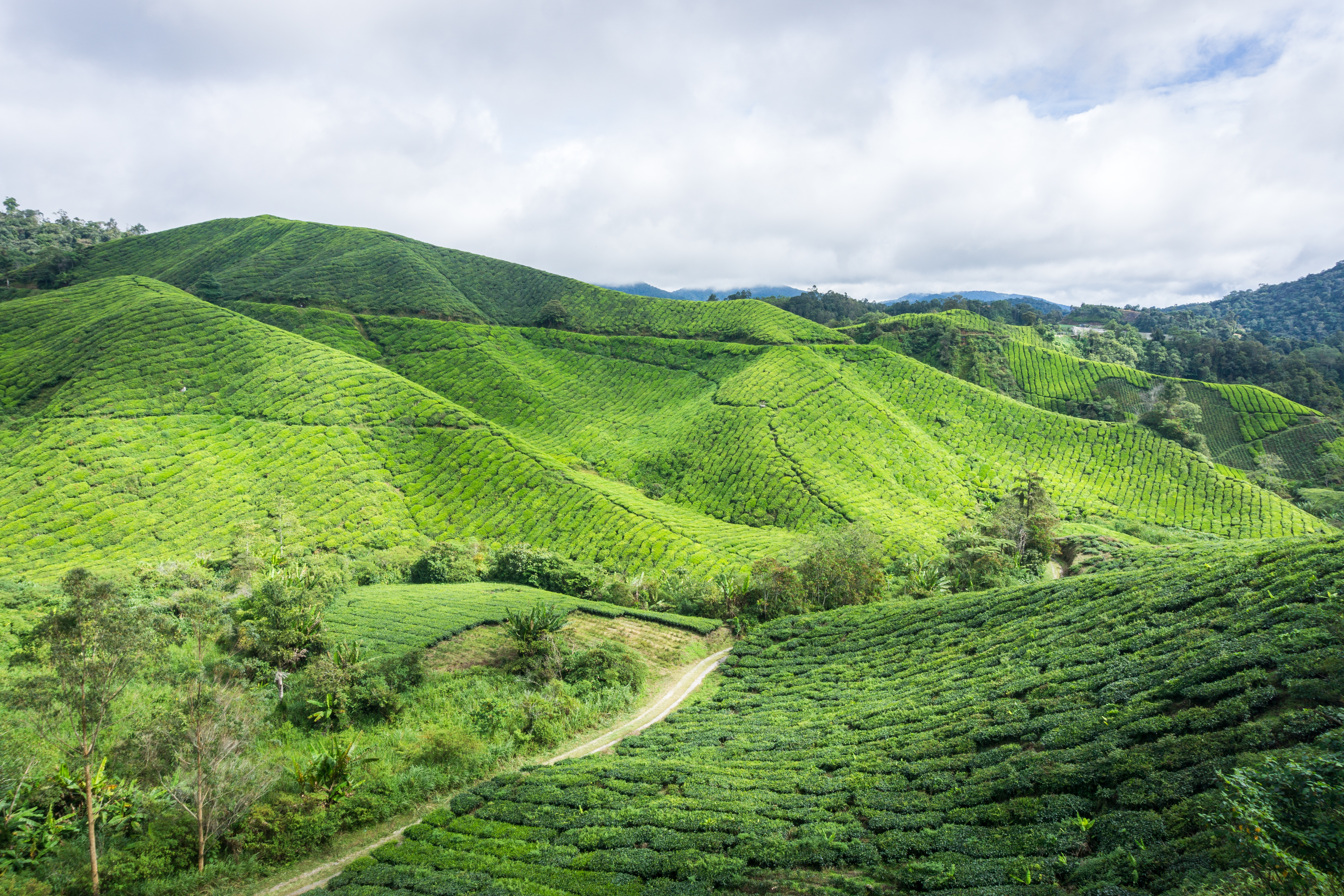 Free photo Big Tea Field