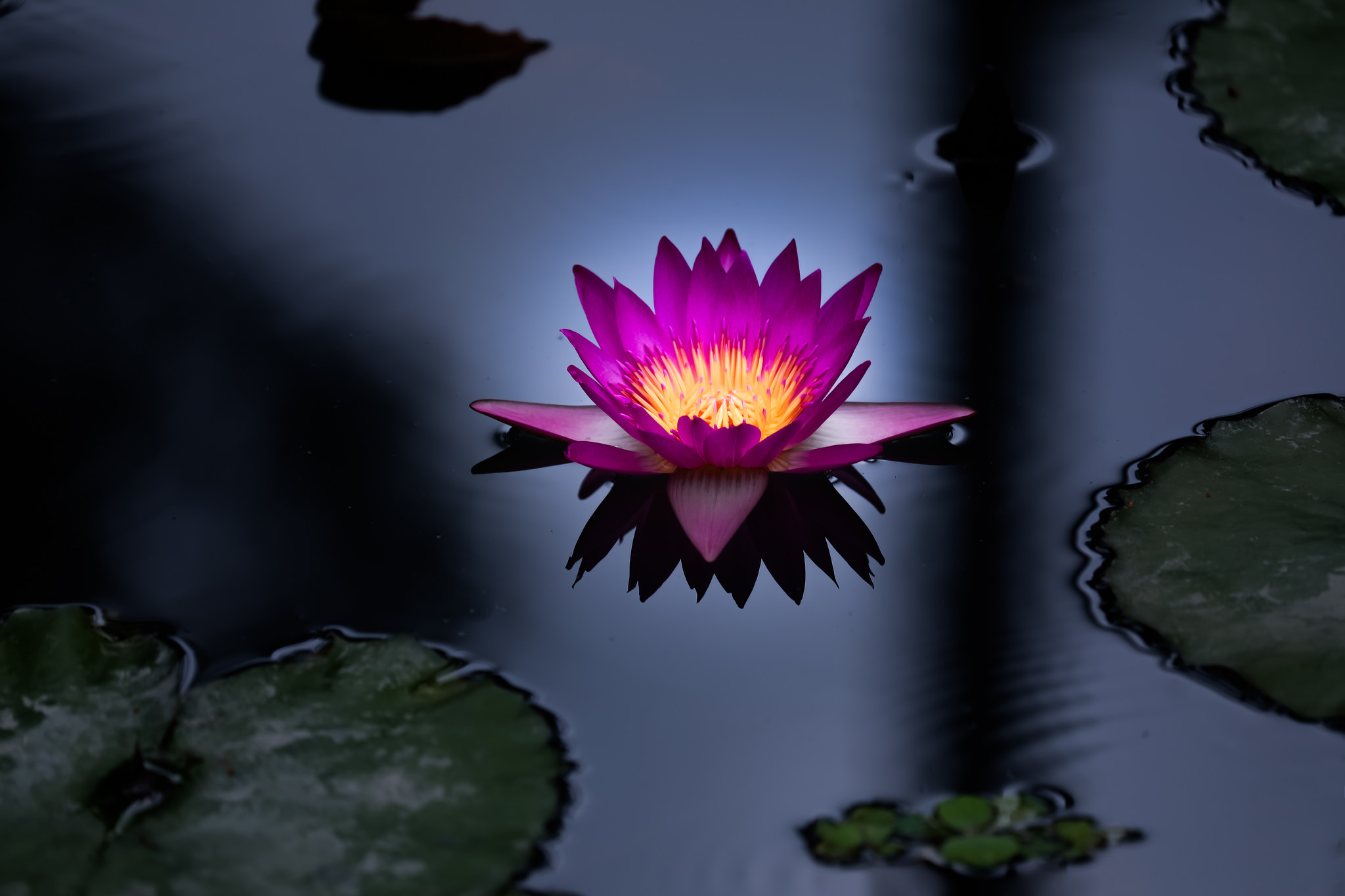 Wallpapers body of water flower water-lilies on the desktop