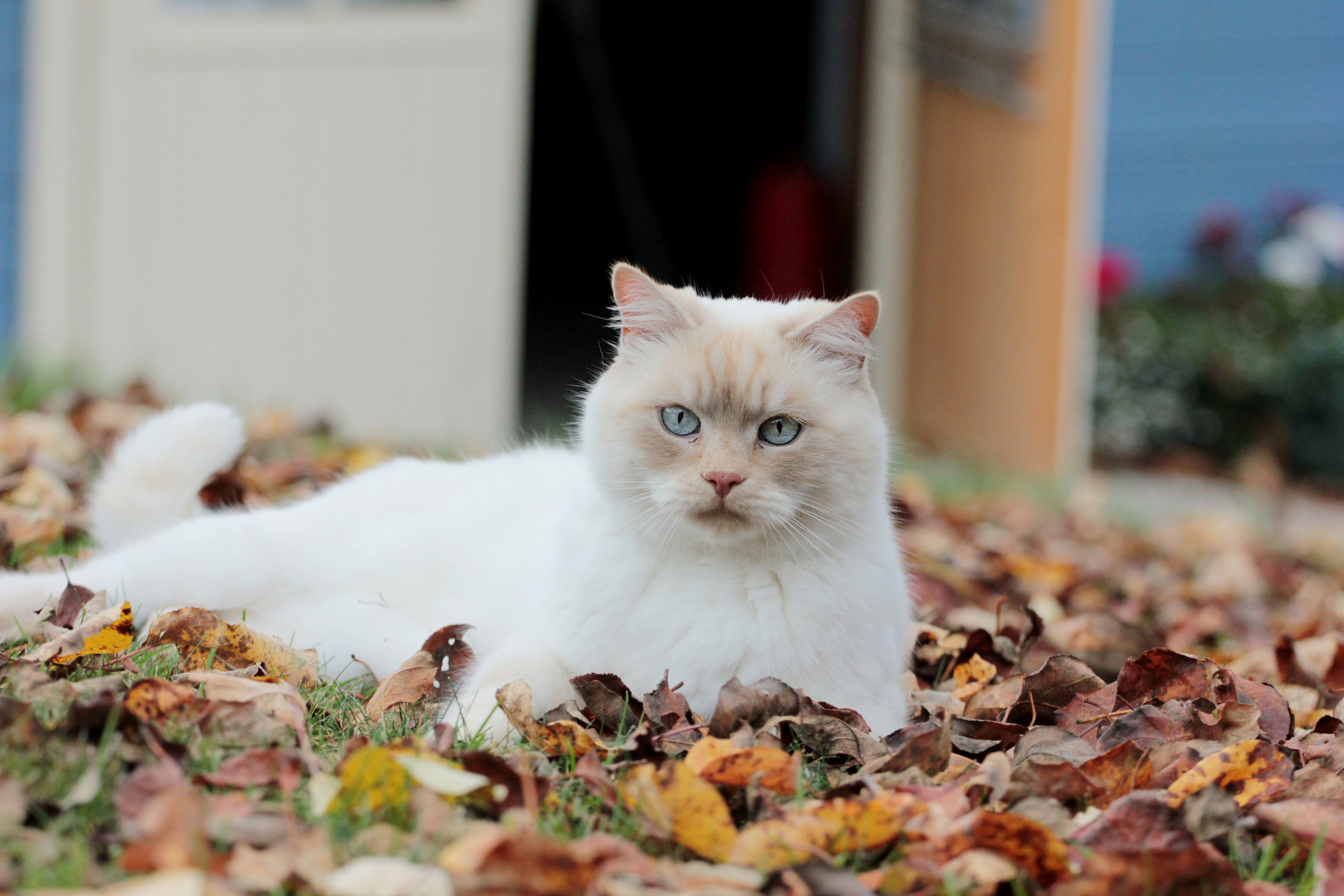 Free photo A fluffy white cat with expressive blue eyes lies among the fallen autumn leaves at the house.