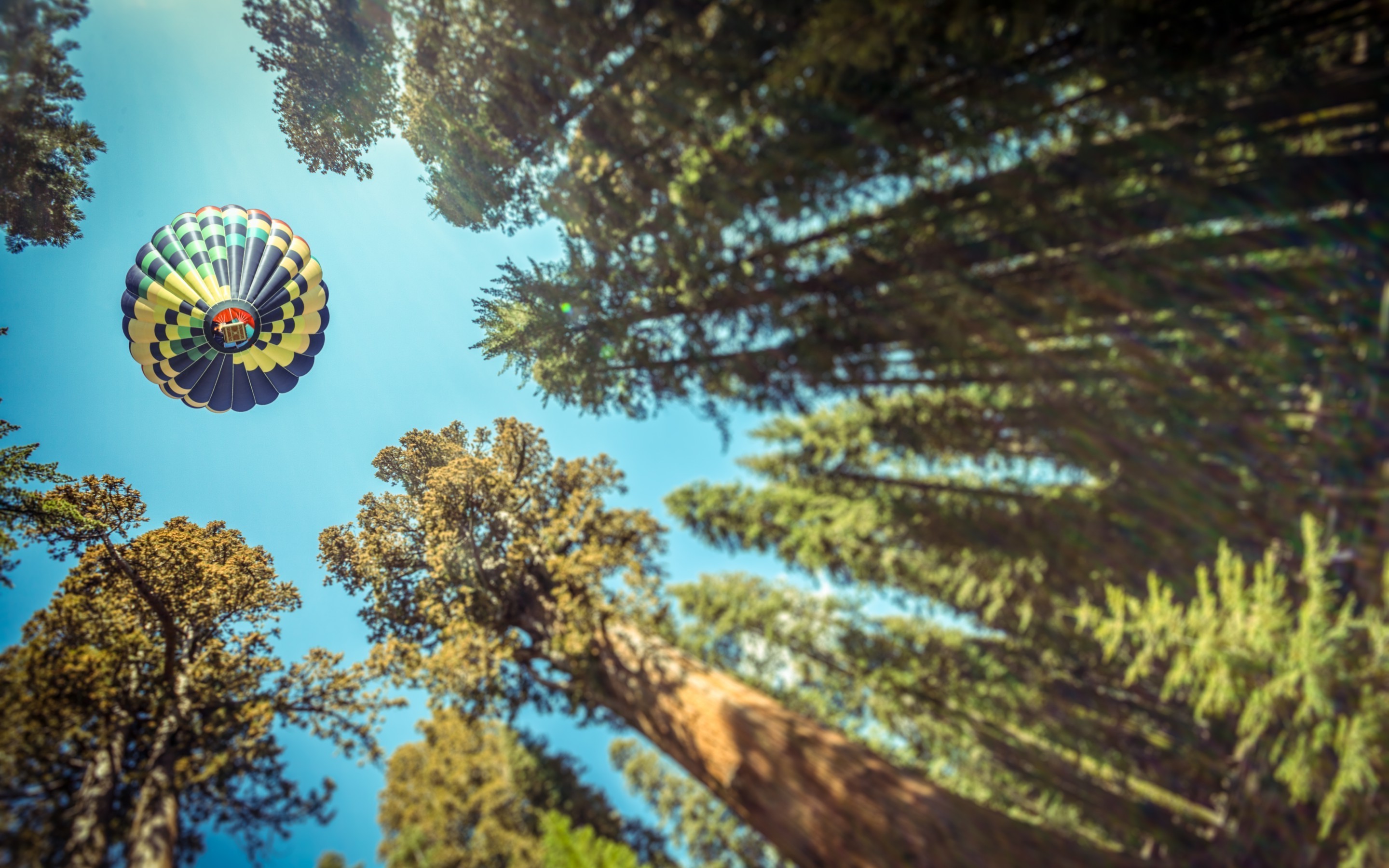 Wallpapers depth of field forest hot air balloons on the desktop