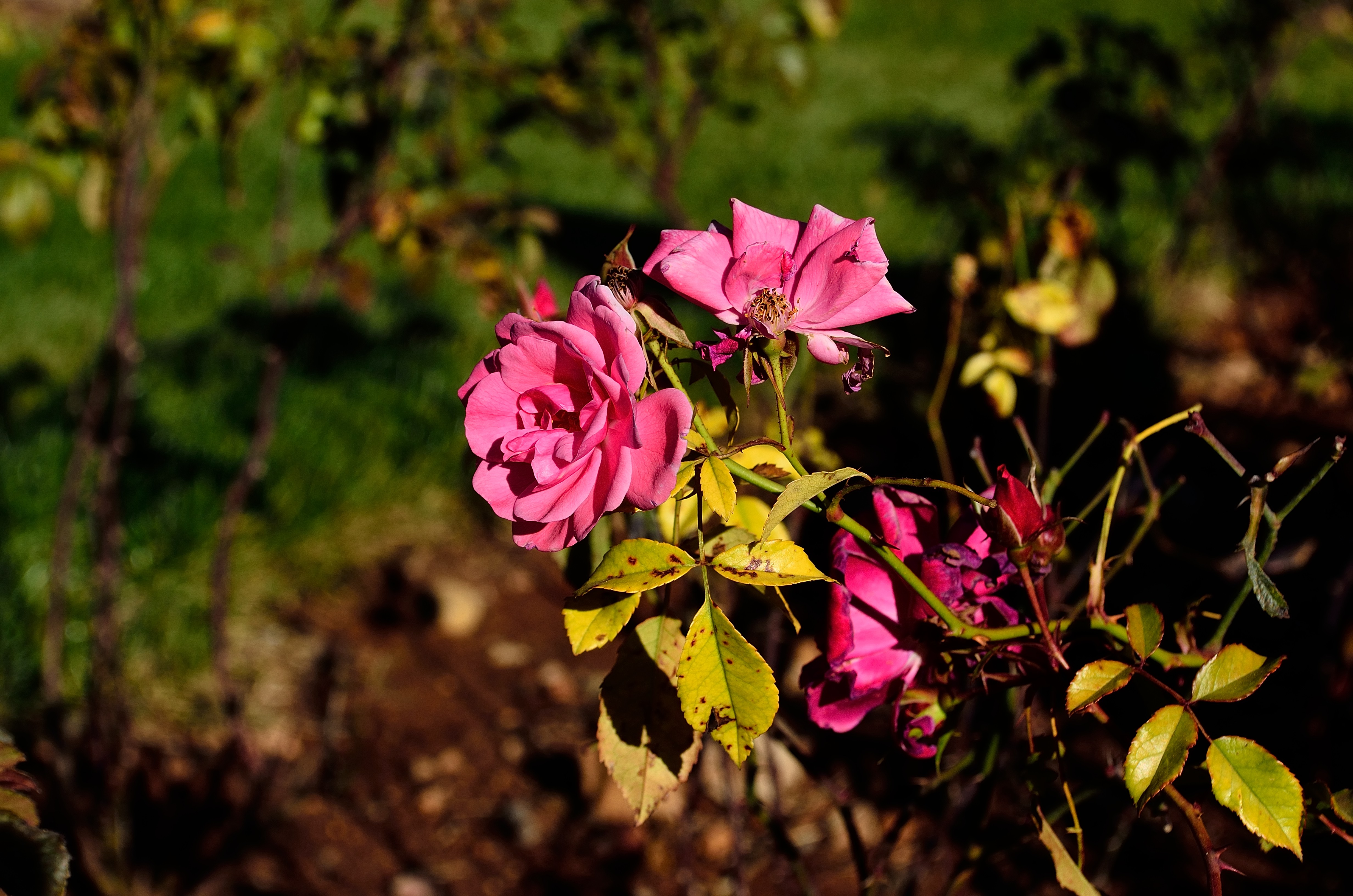 Wallpapers flowers nature branch on the desktop