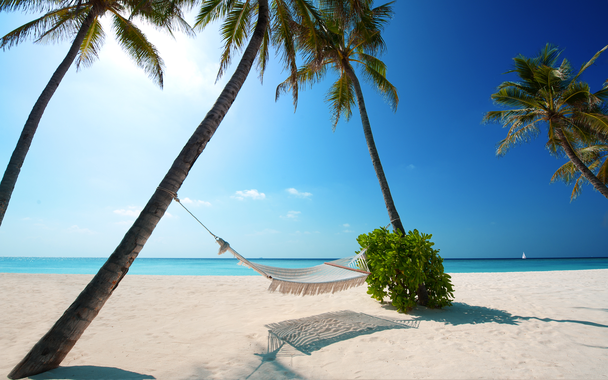 Wallpapers hammock ocean palm on the desktop