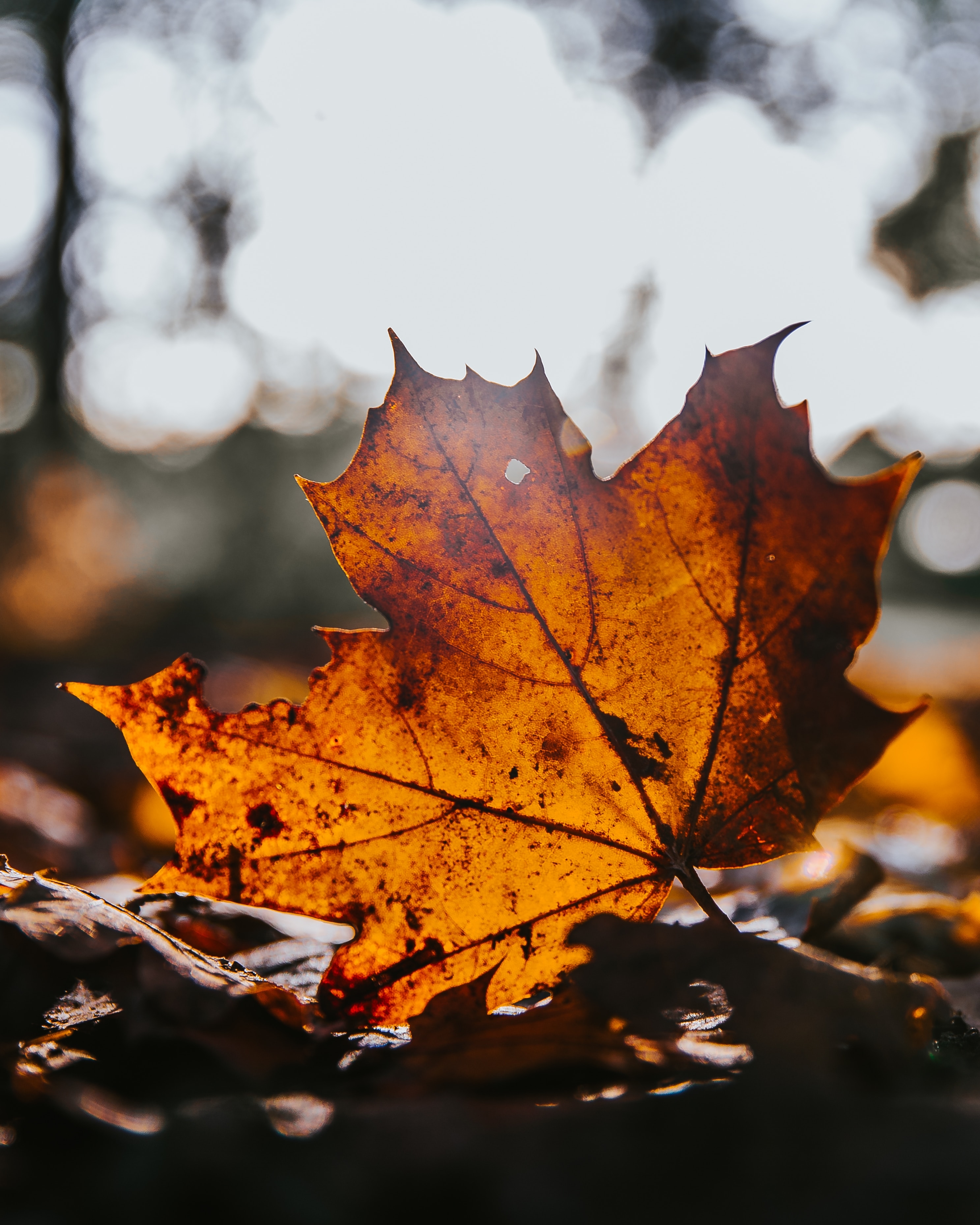 Wallpapers autumn autumn leaf macro on the desktop