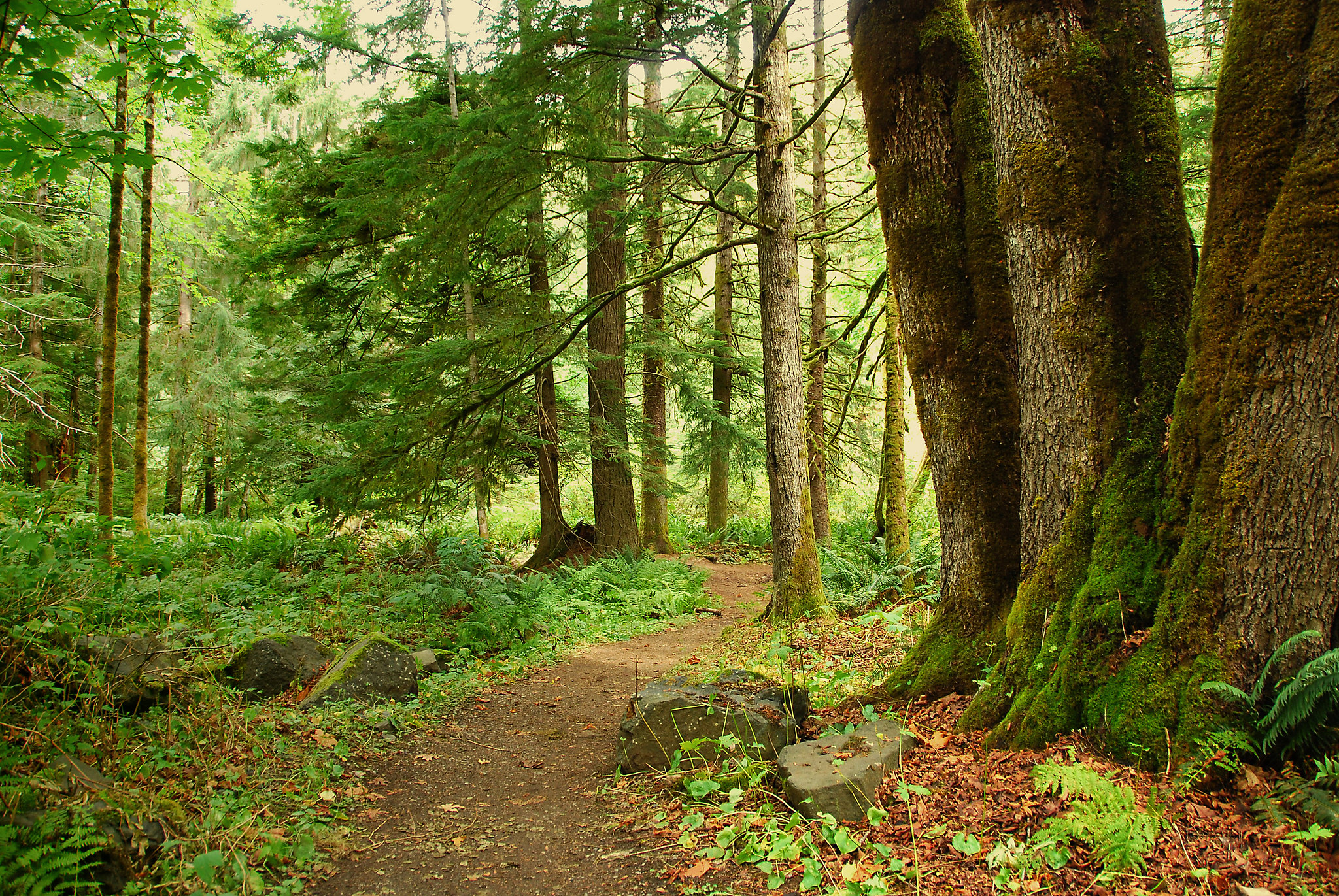 Free photo A beautiful screensaver trees, path