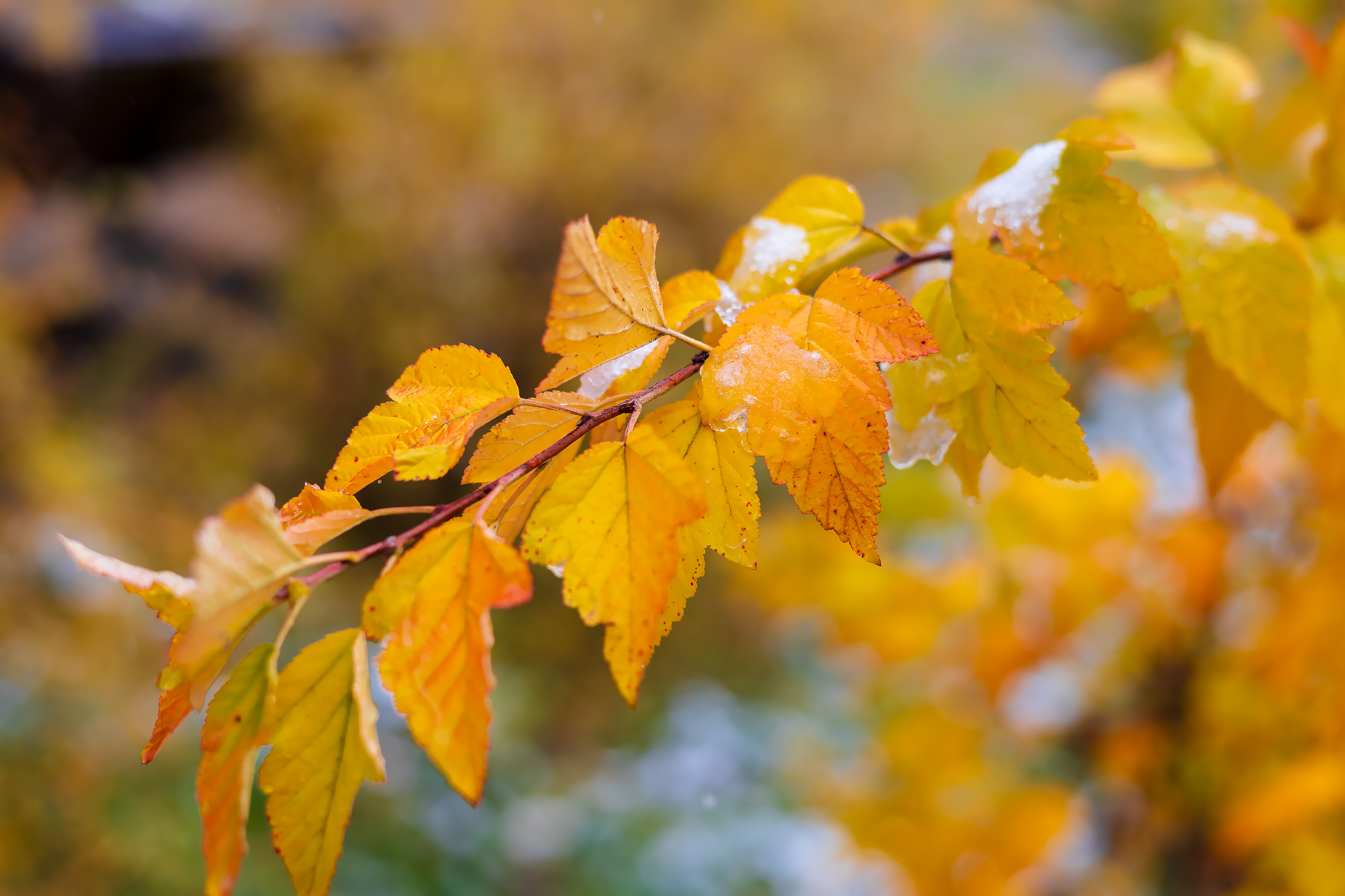 Бесплатное фото Снег на ветке с жёлтыми листьями