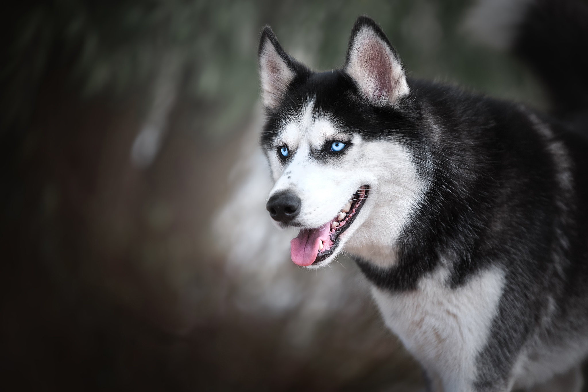 Free photo Portrait of a Siberian Husky