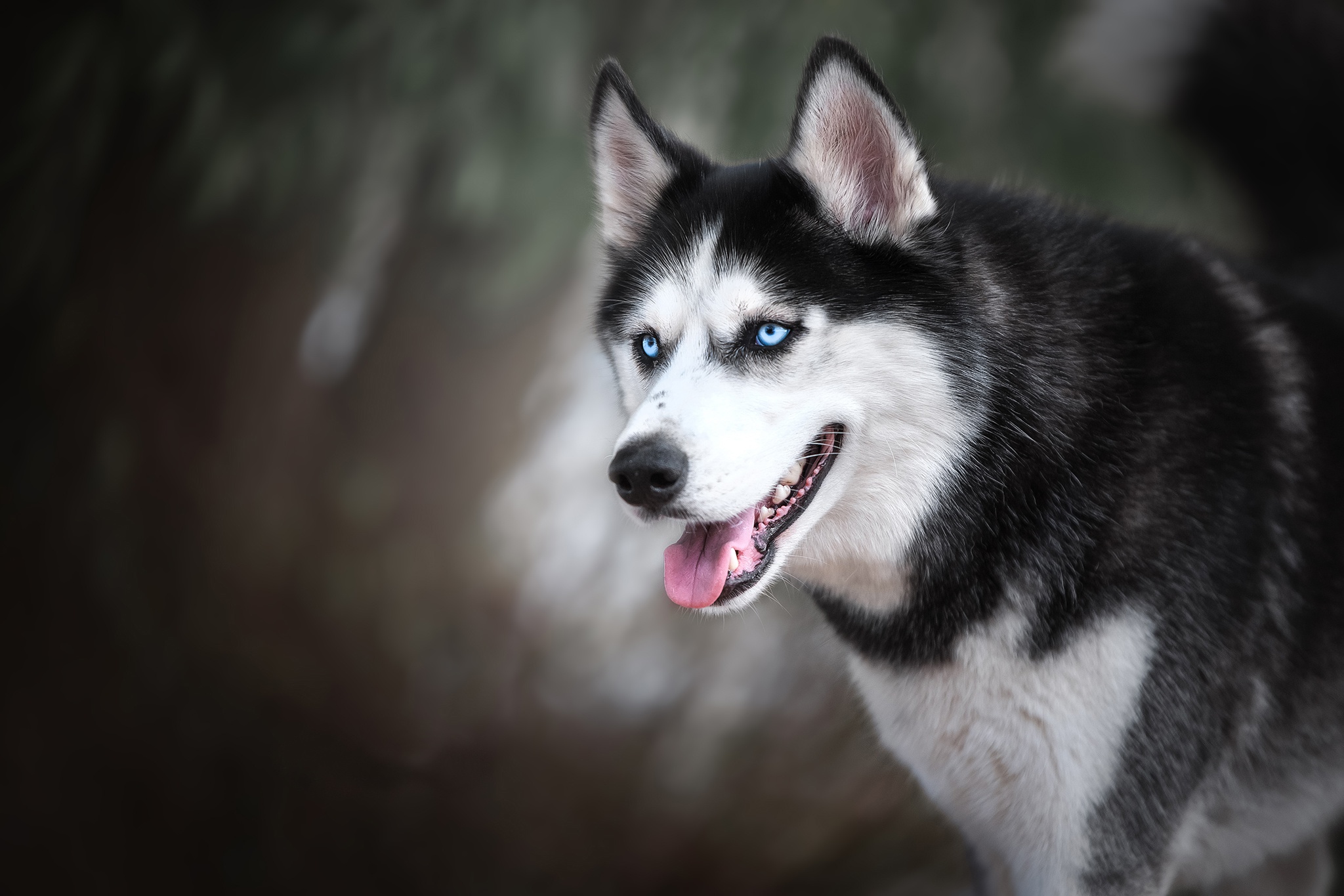 西伯利亚雪橇犬的肖像