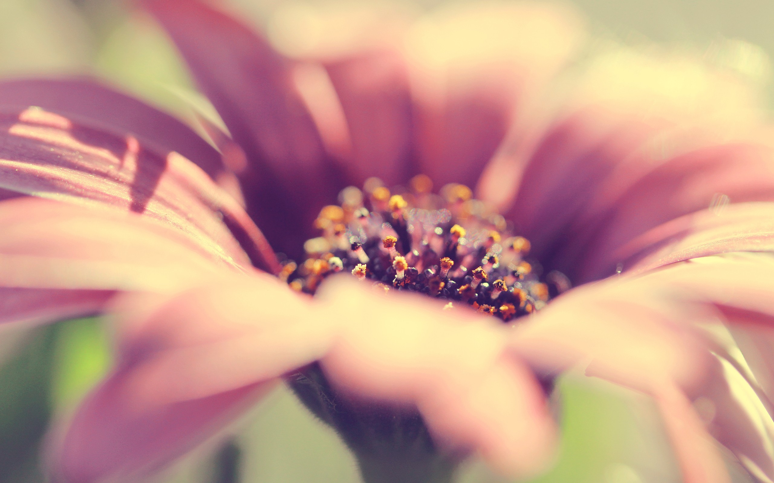 Free photo A large flower with pink petals.