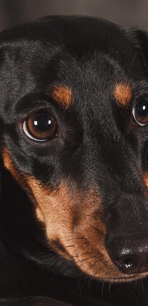 Бесплатное фото Польская охотничья собака