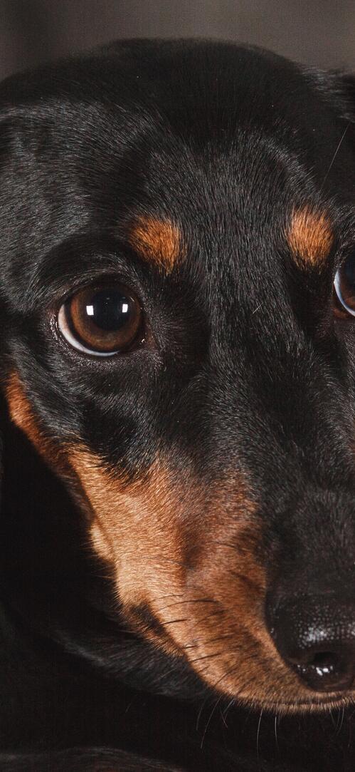 Бесплатное фото Польская охотничья собака