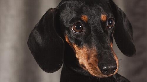 Бесплатное фото Польская охотничья собака