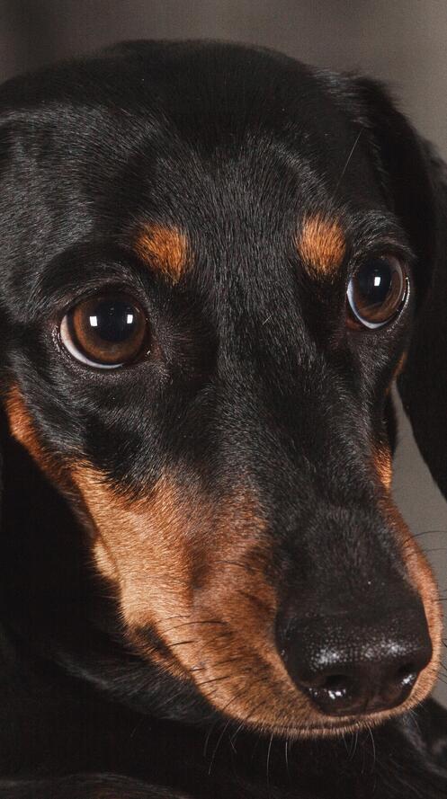 Бесплатное фото Польская охотничья собака