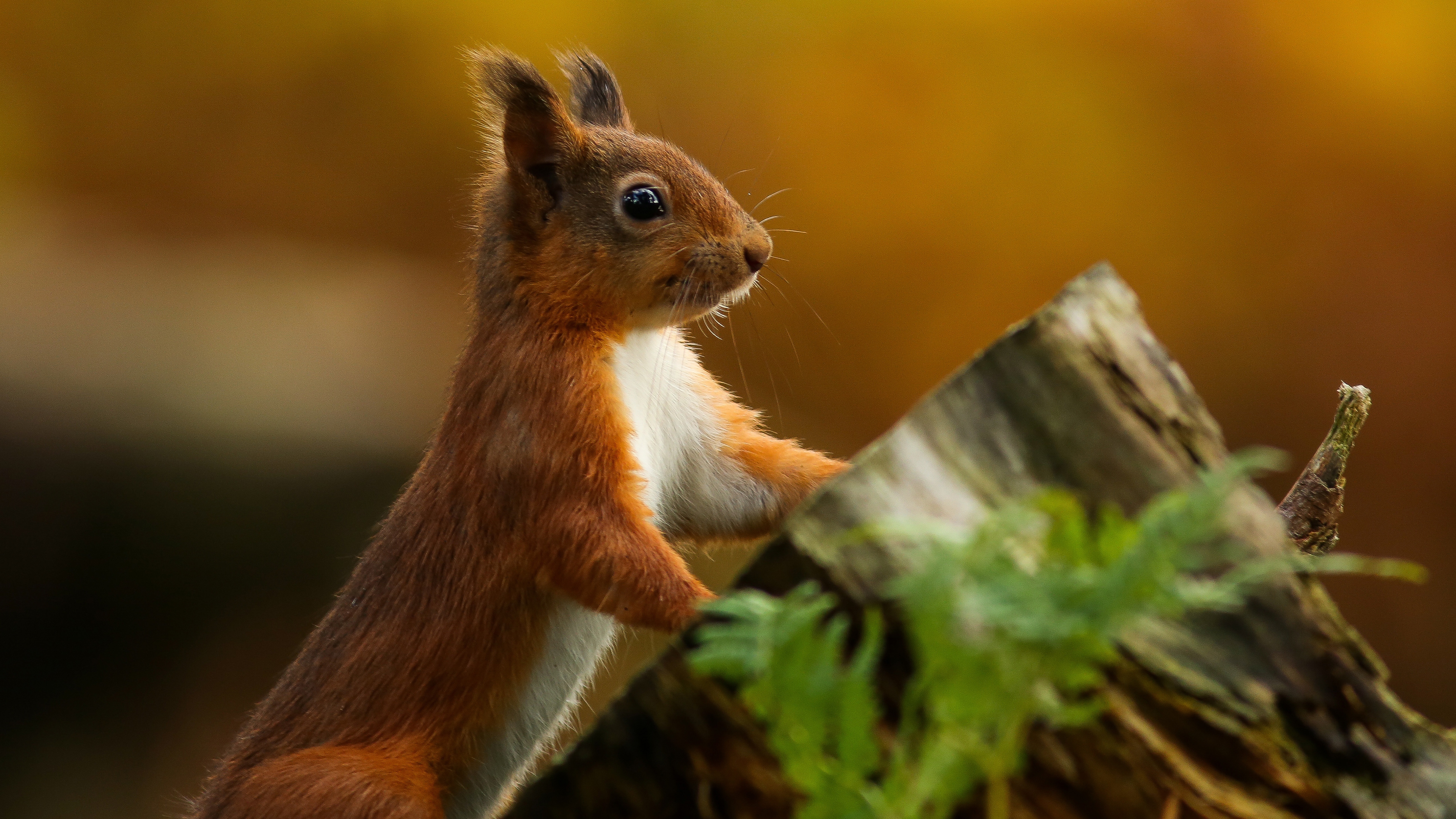 Wallpapers wallpaper squirrel rodent trunk on the desktop