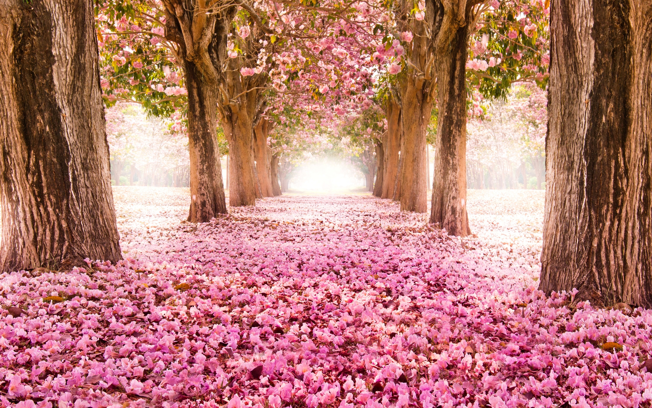 桌面上的壁纸巷子 盛开 粉红的花朵