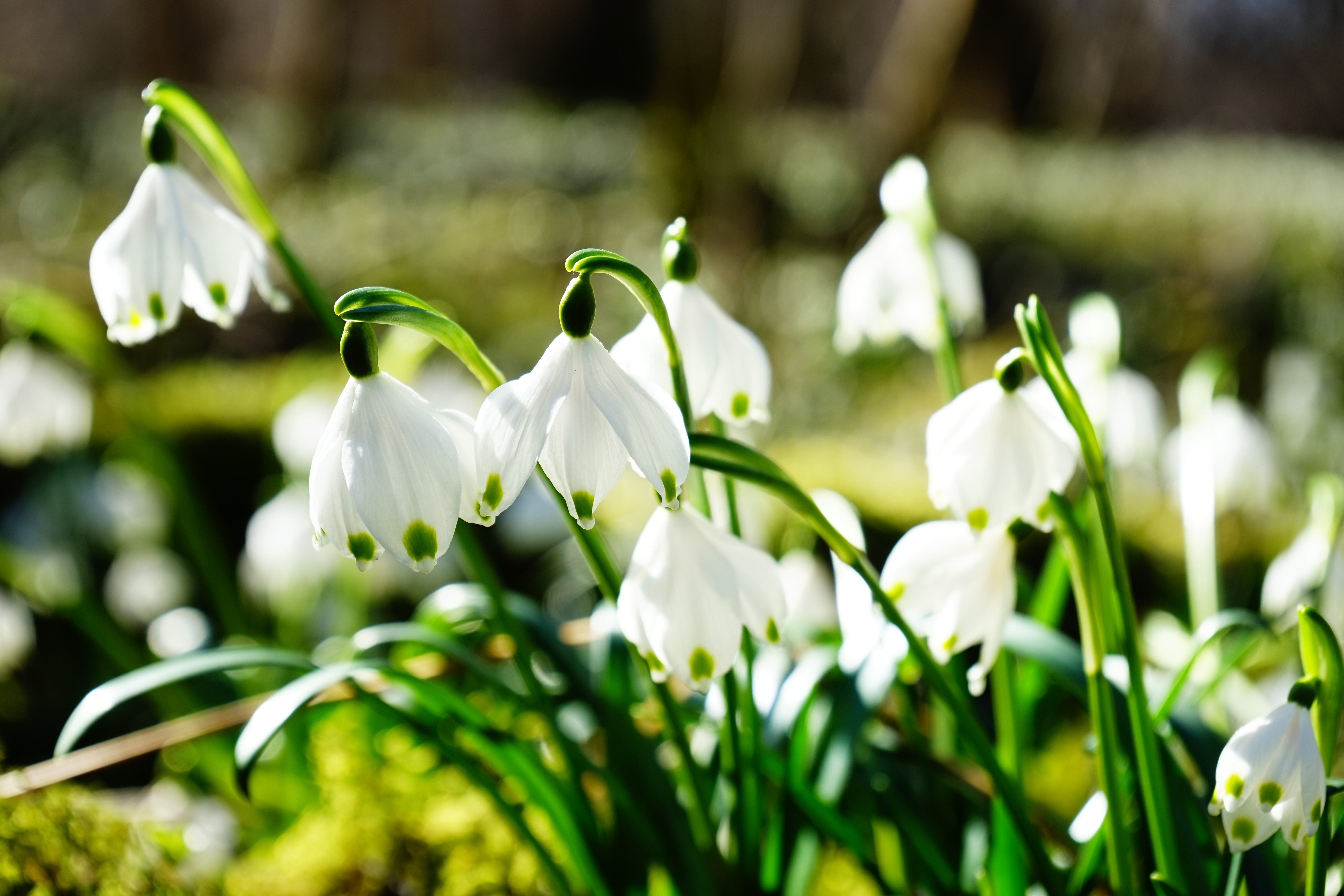 Wallpapers flowers flower snowflake on the desktop