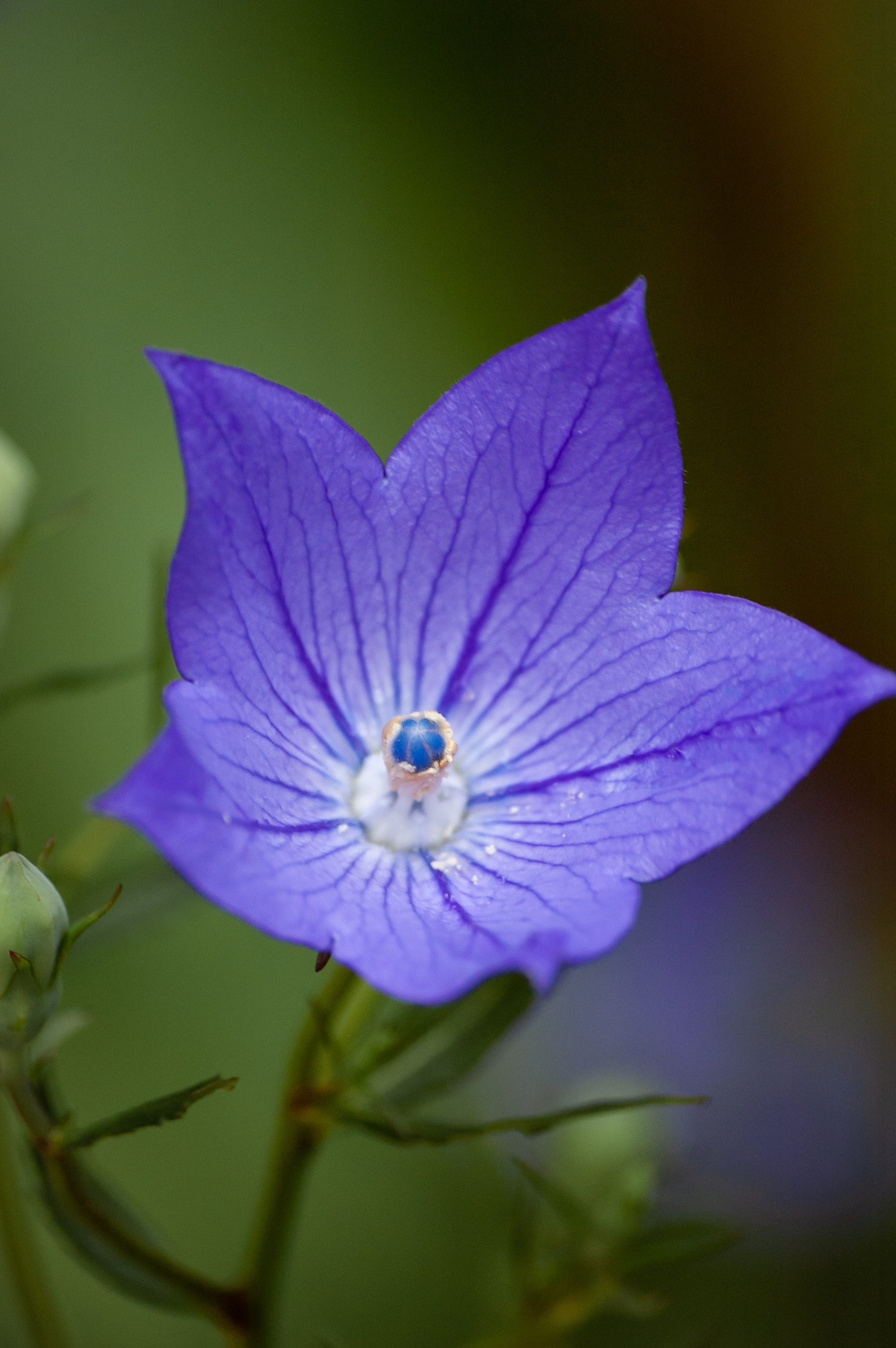 Бесплатное фото Дикий цветок с фиолетовыми лепестками