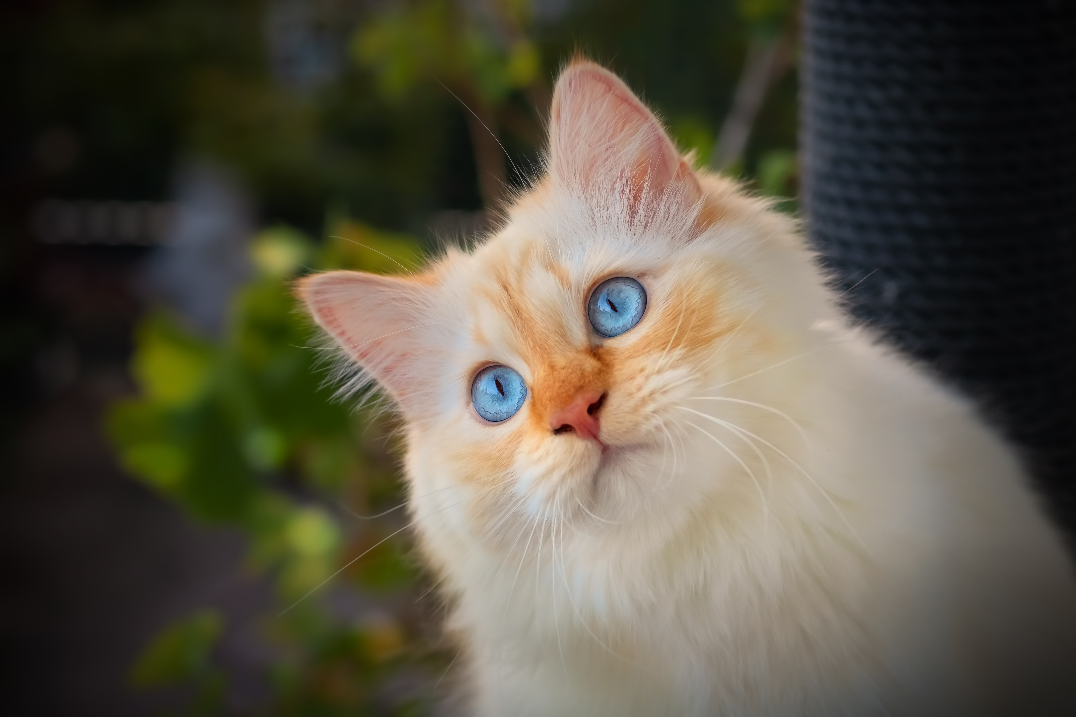 Free photo Cute blue-eyed kitten