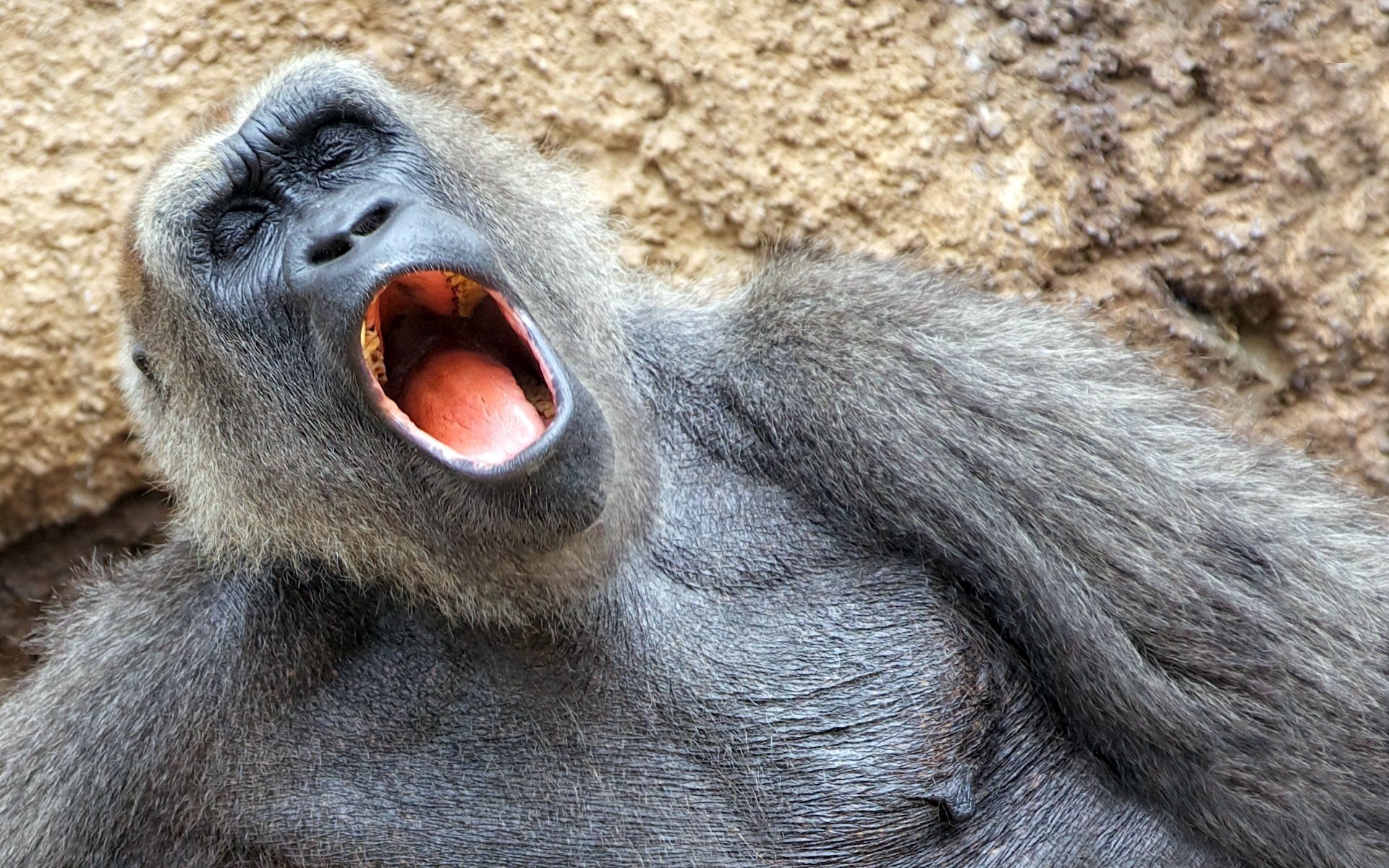 Бесплатное фото Зевающая обезьяна