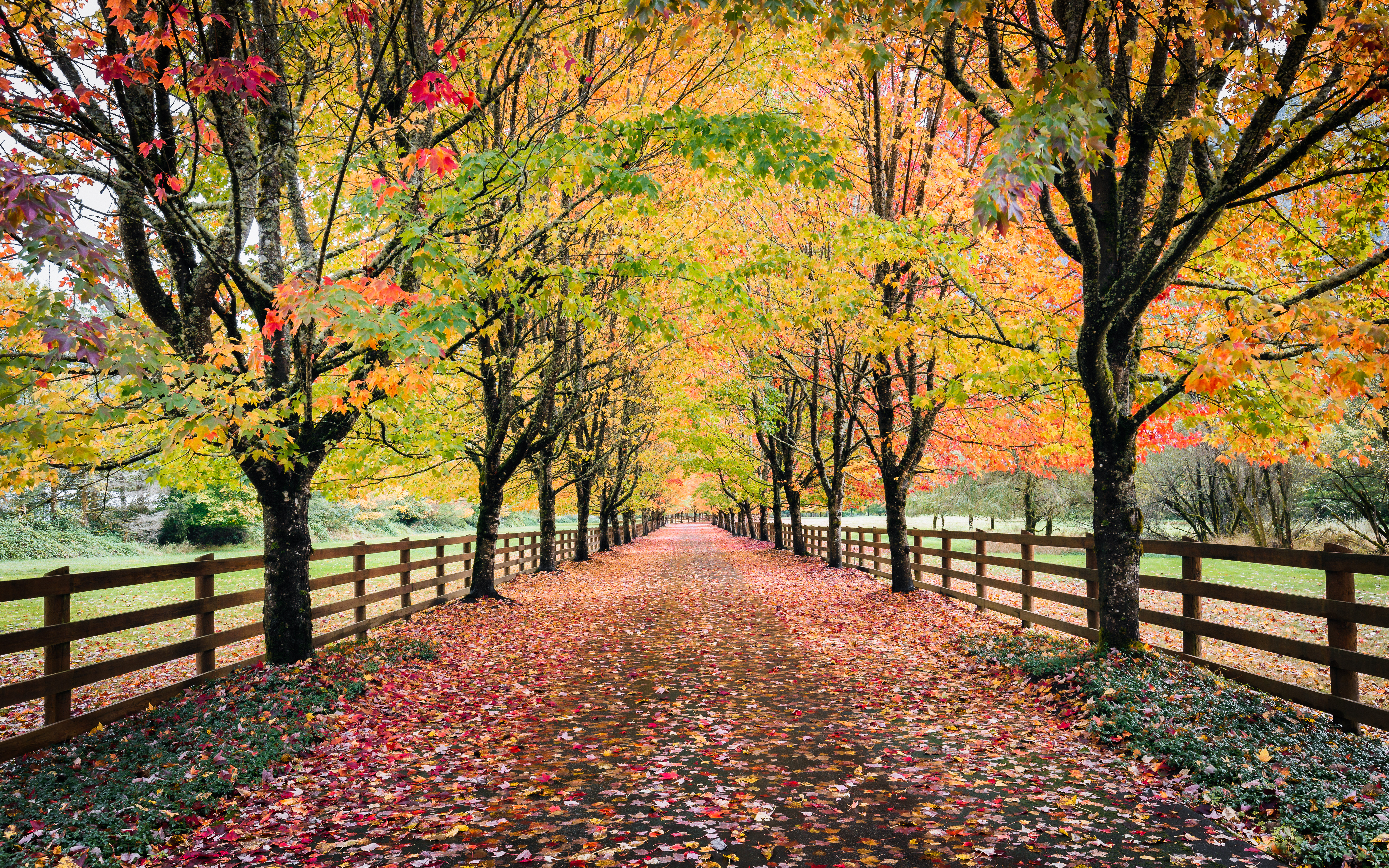 Wallpapers road North Bend trees on the desktop