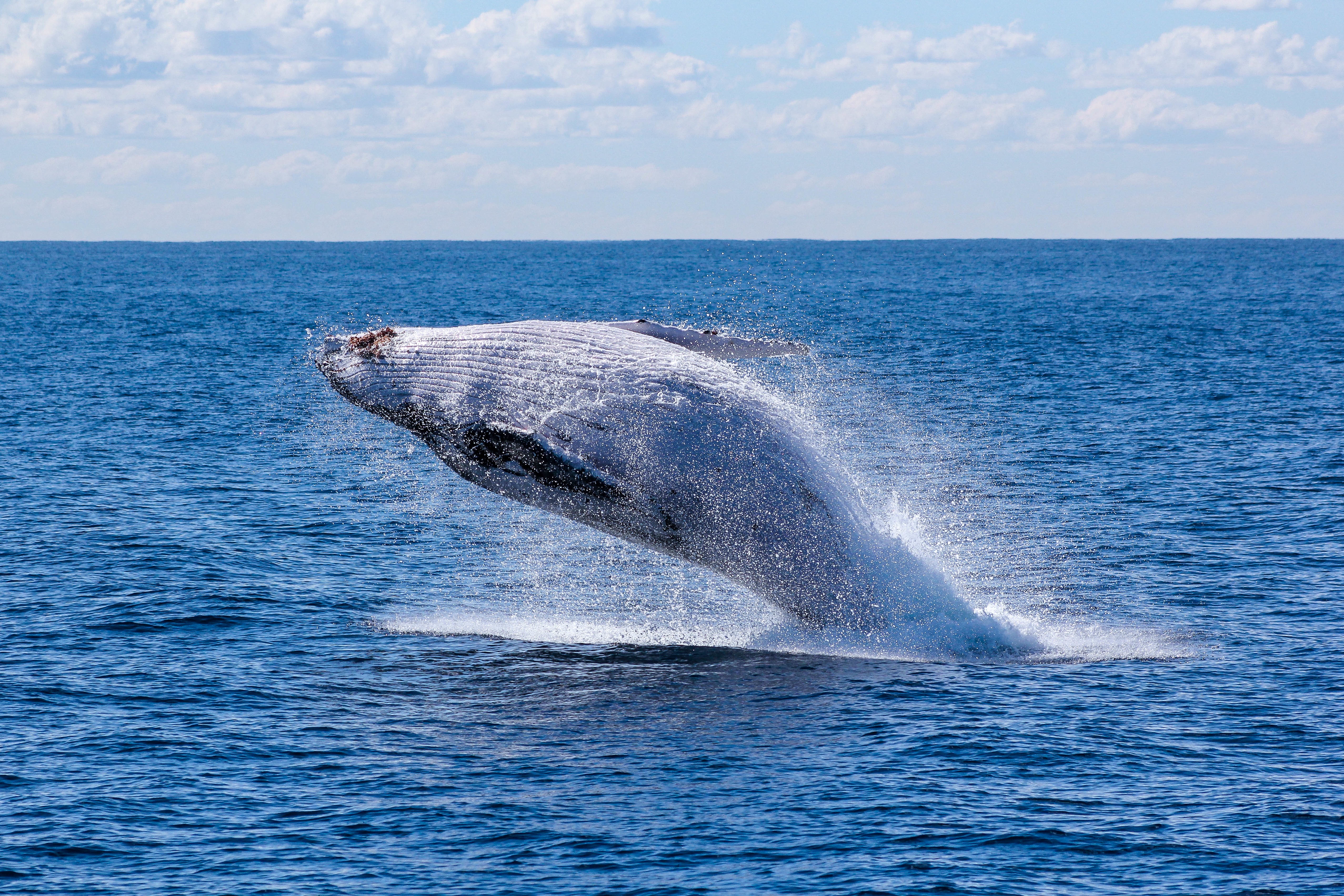 Free photo A large whale leaps out of the water