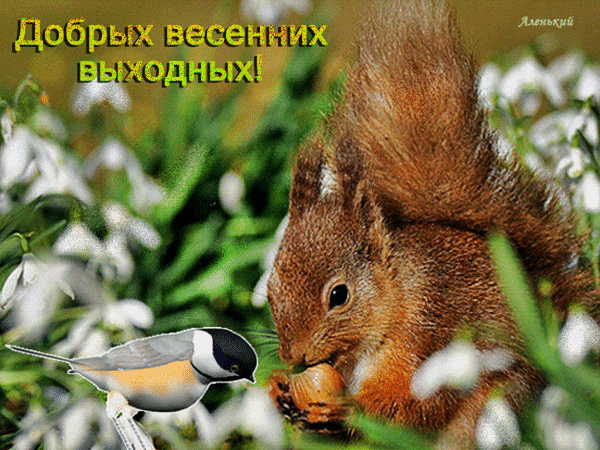 主题为松鼠 动物 鸟类的明信片免费下载