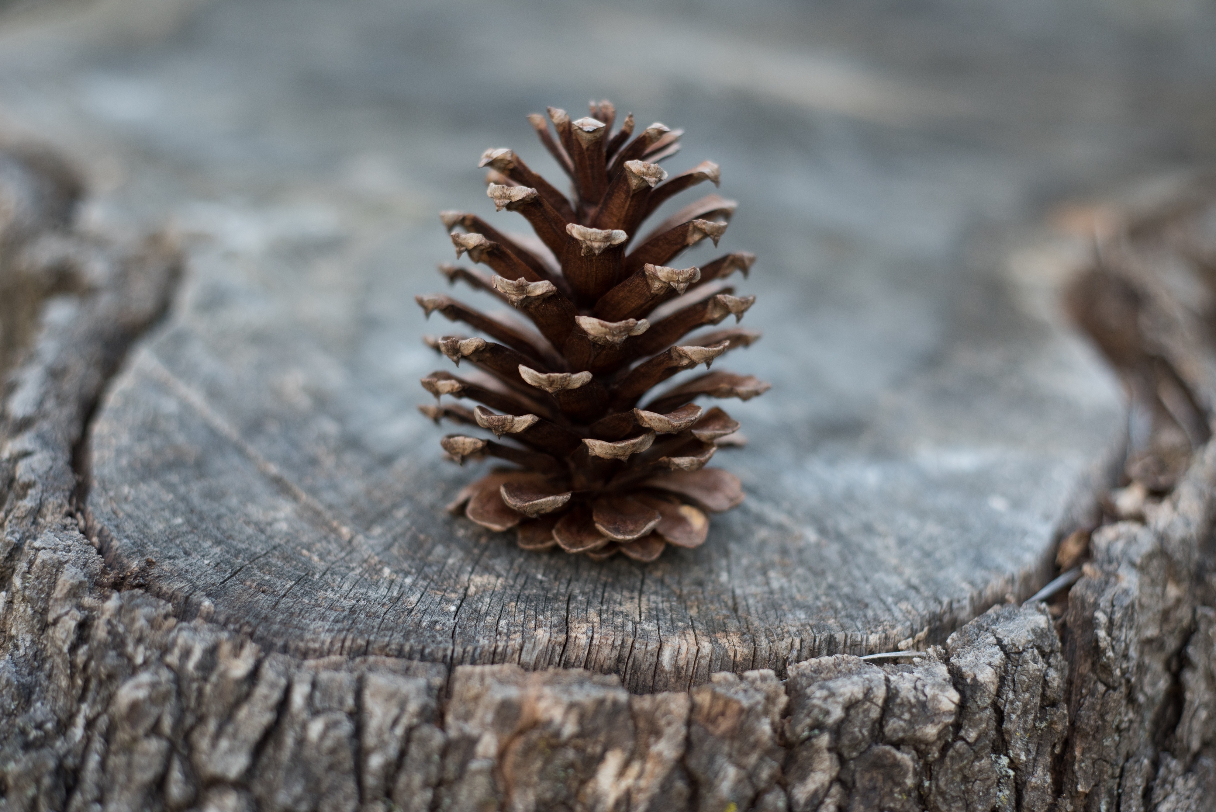 A Christmas tree cone on a tree stump
